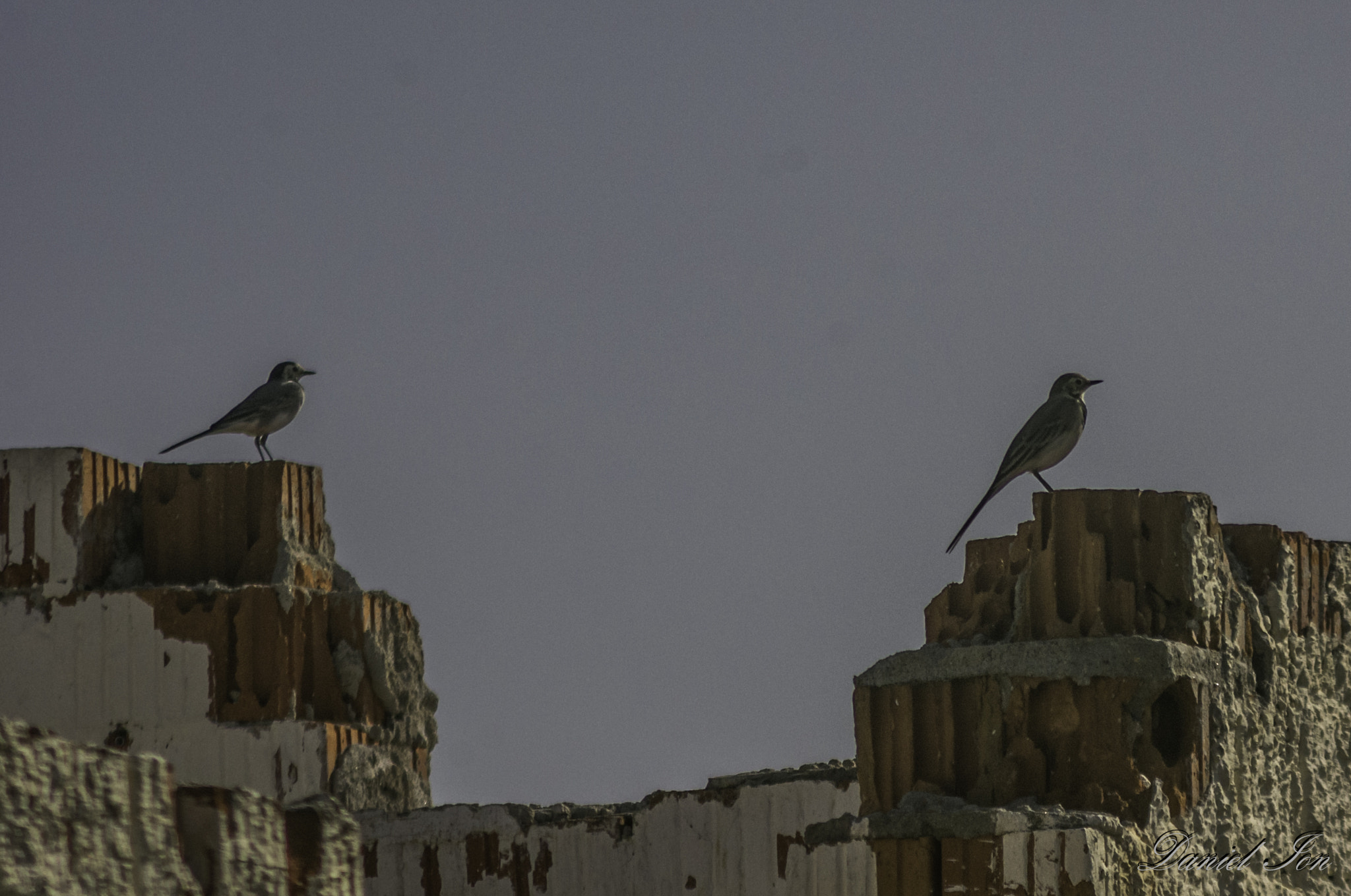 smc PENTAX-F 100-300mm F4.5-5.6 sample photo. Codobatura alba ( motacilla alba )ordinul passeriformes familia motacillidae () photography