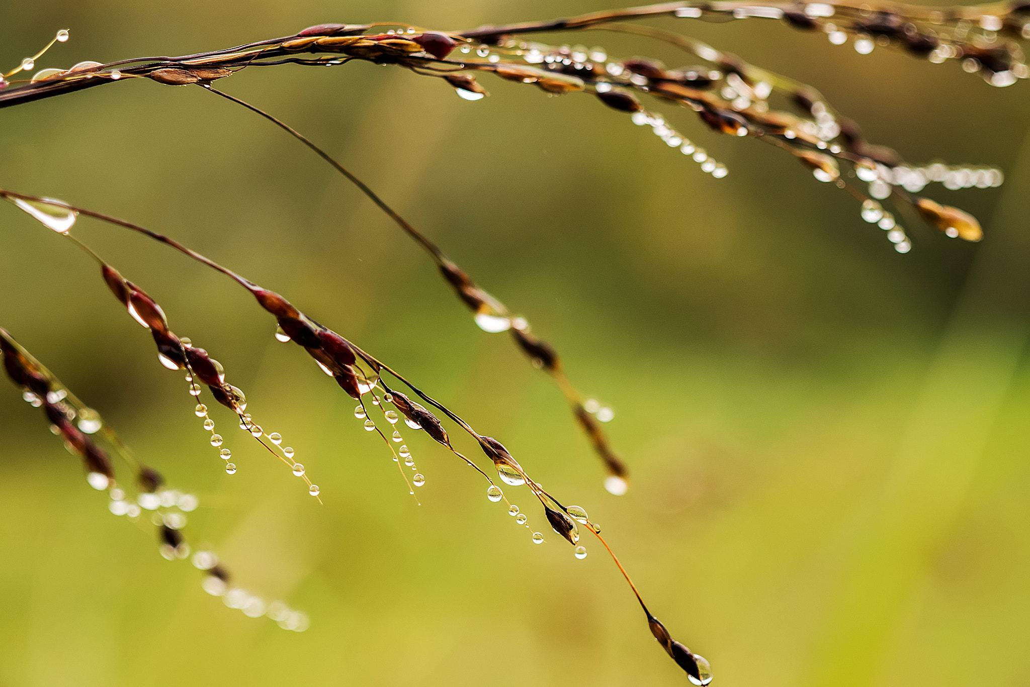 Panasonic Lumix DMC-GX7 + Olympus Zuiko Digital 14-54mm F2.8-3.5 II sample photo. Morning dew4 photography