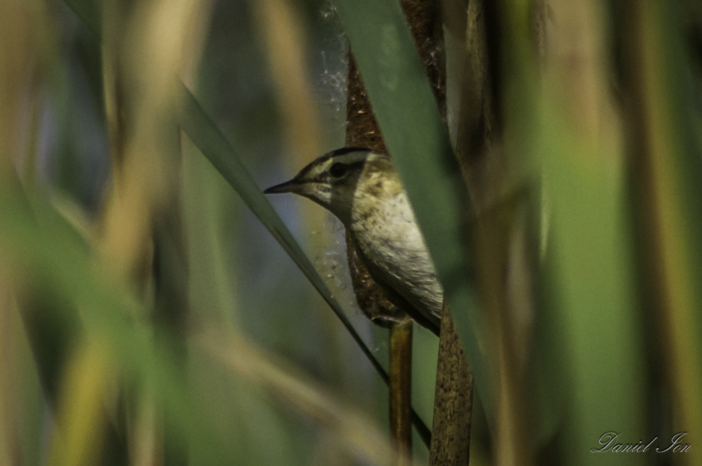 Pentax K-x + smc PENTAX-F 100-300mm F4.5-5.6 sample photo. Lacar mic (acrocephalus schoenobaenus) () photography