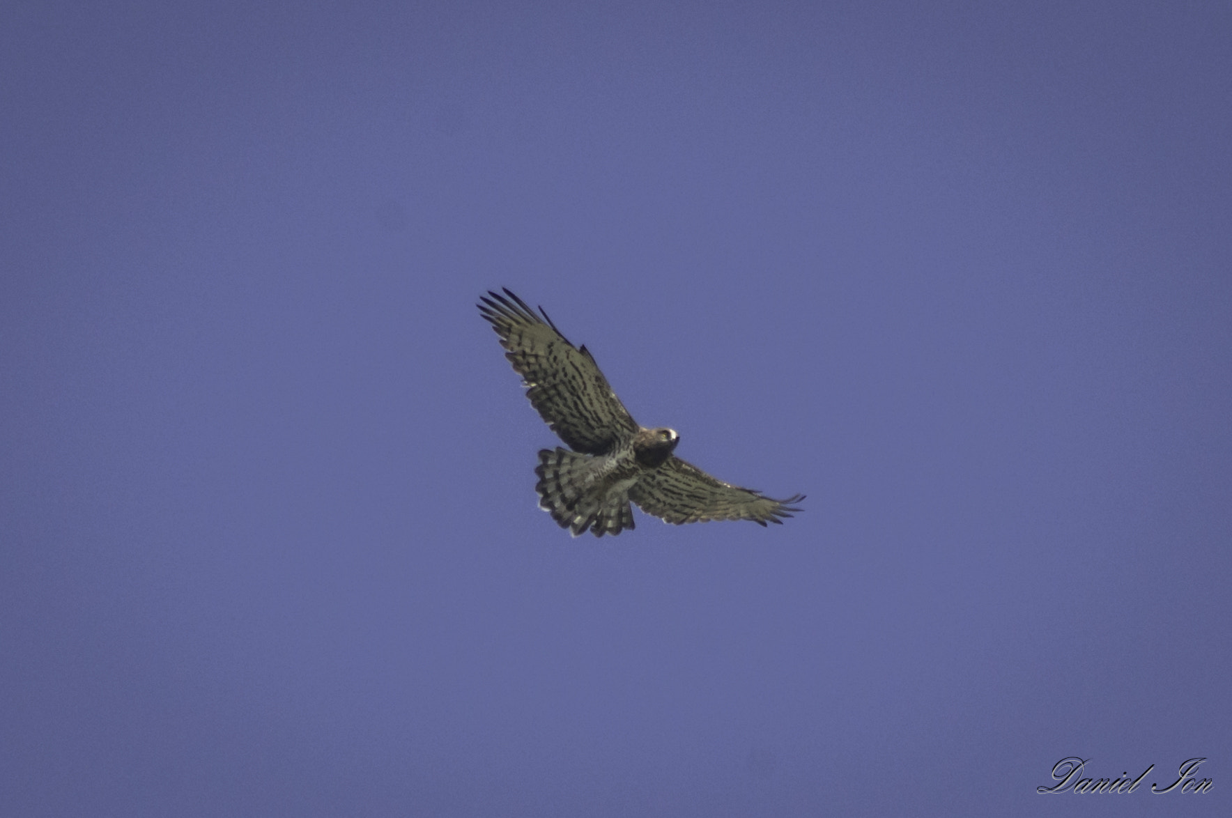 Pentax K-x + smc PENTAX-F 100-300mm F4.5-5.6 sample photo. Serpar(circaetus gallicus) ordinul accipitriformes familia accipitridae () photography