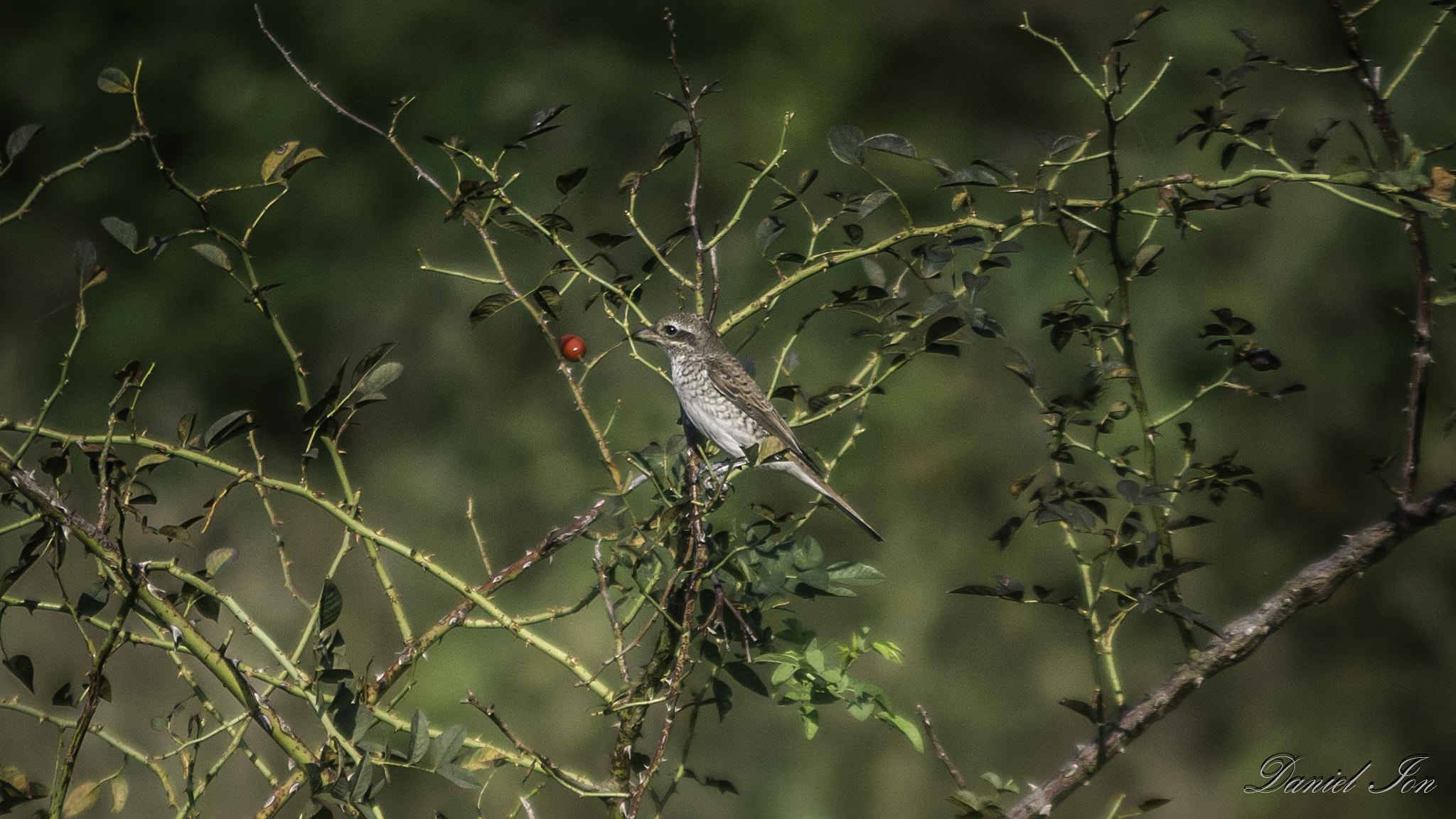 smc PENTAX-F 100-300mm F4.5-5.6 sample photo. Sfranciocul rosiatic ( lanius collurio ) ordinul passeriformes familia laniidae () photography