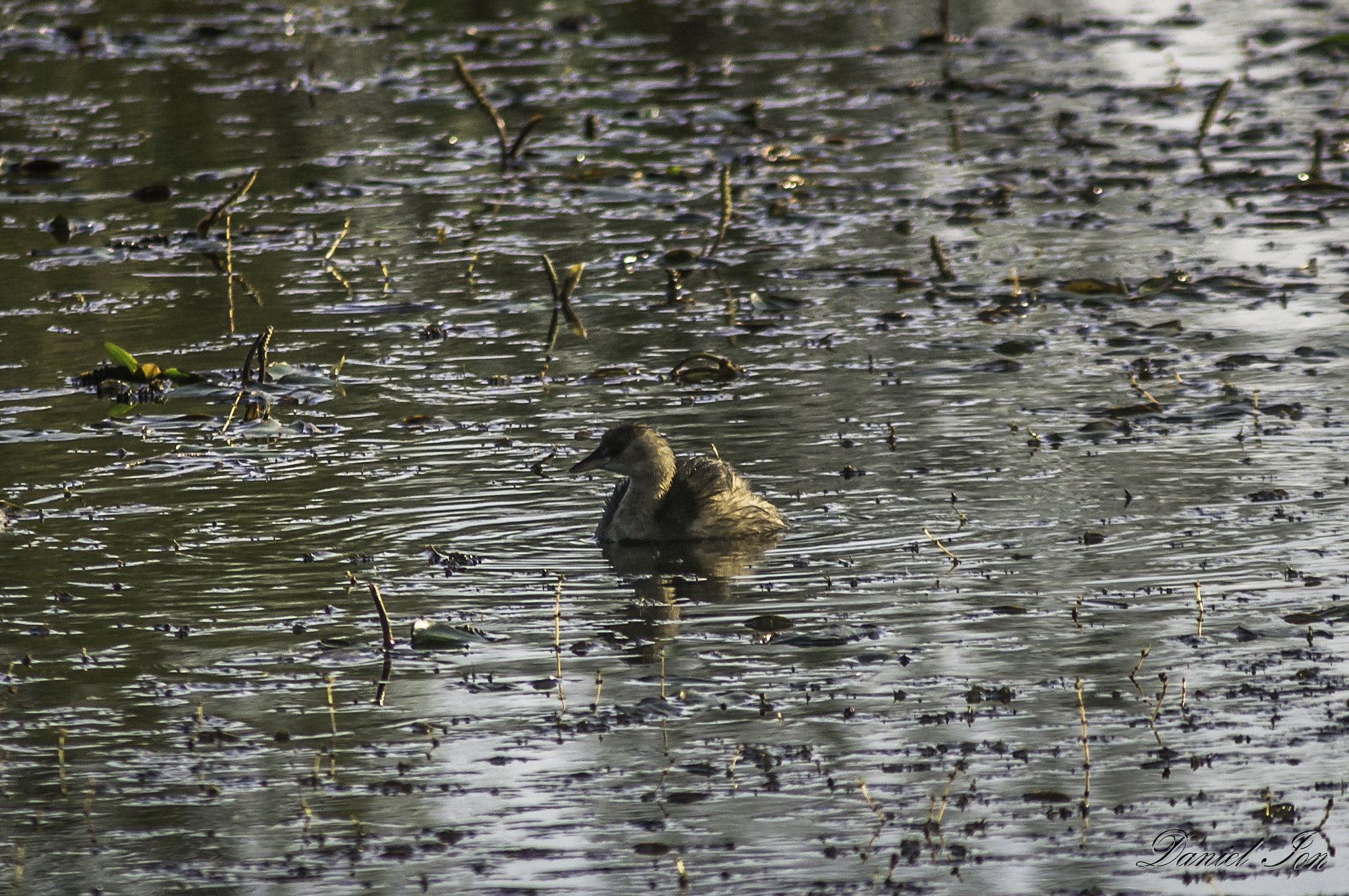 smc PENTAX-F 100-300mm F4.5-5.6 sample photo. Corcodelul mic ( tachybaptus ruficollis ) order podicipediformes family podicipedidae () photography