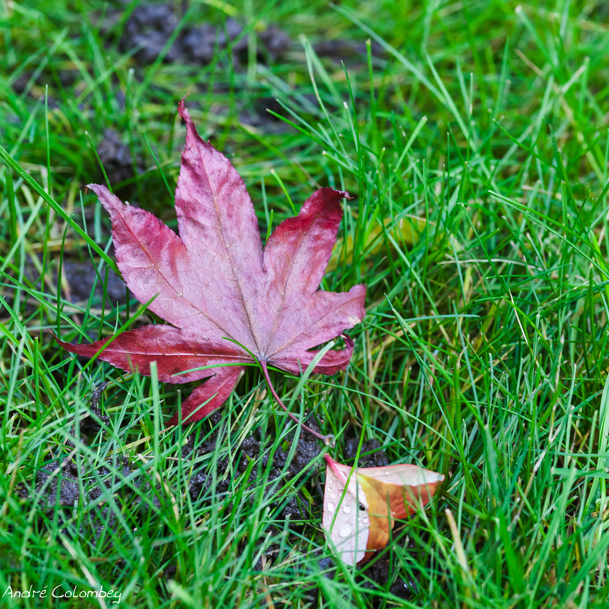 Sigma 50mm f/2.8 EX sample photo. November photography