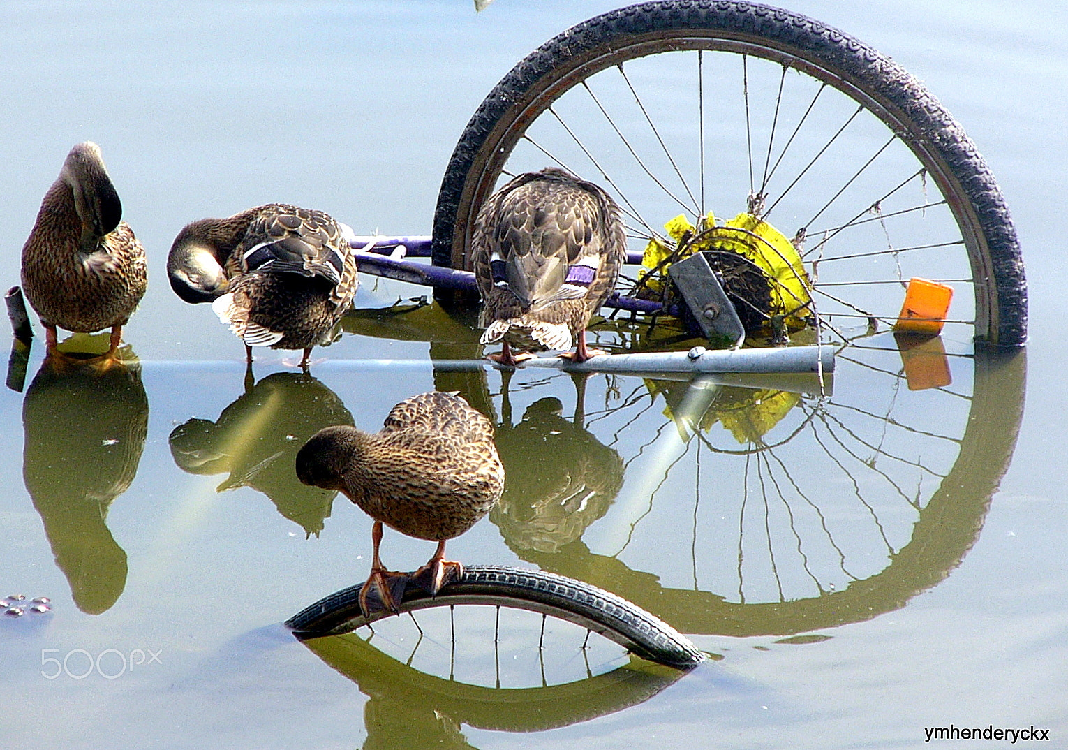 Panasonic DMC-FZ2 sample photo. Les 24 heures vos des canards photography