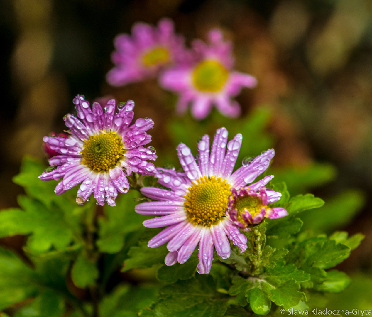 Nikon D7100 + AF Zoom-Nikkor 70-210mm f/4 sample photo. Rain photography