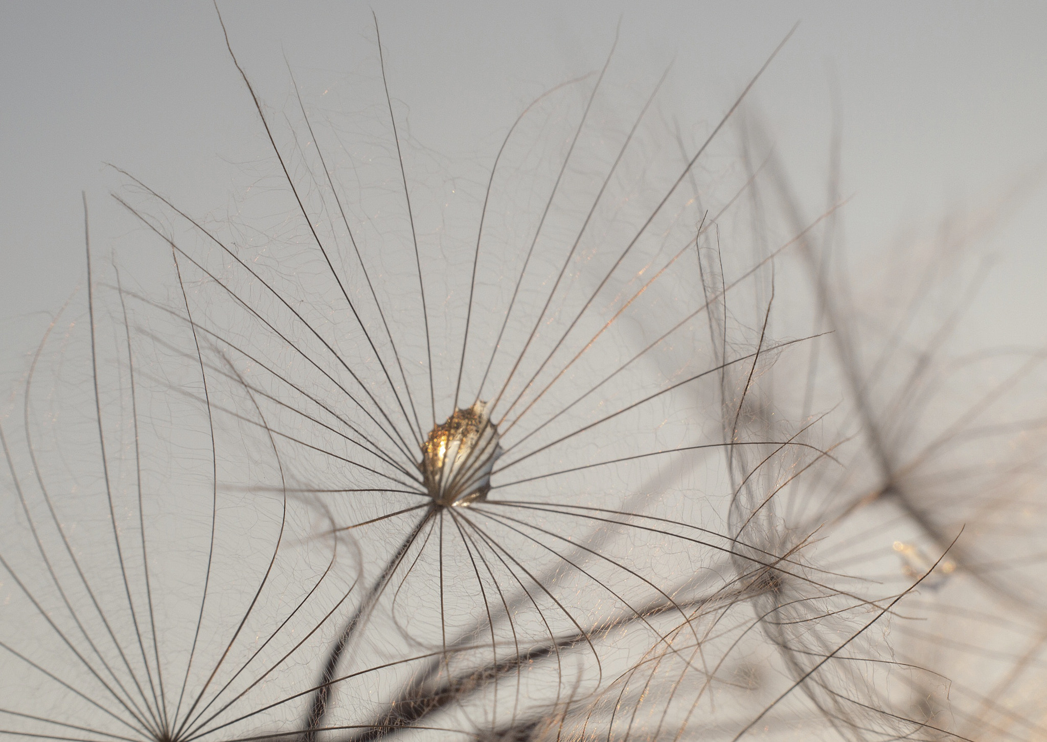 Olympus Zuiko Digital ED 40-150mm F4.0-5.6 sample photo. Salsify . photography