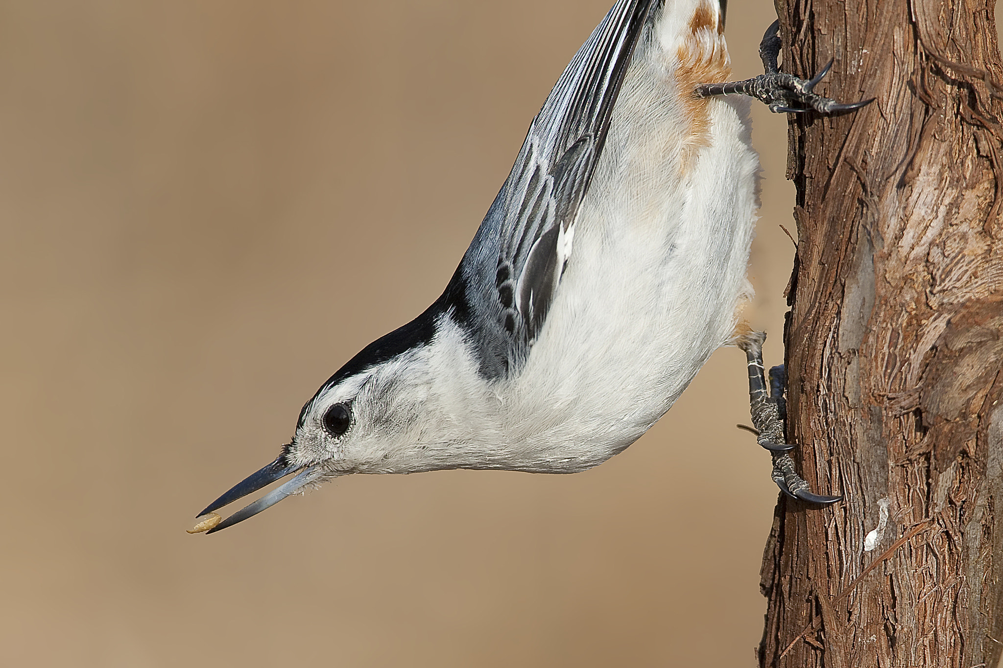 Canon EOS-1D Mark III + Canon EF 500mm F4L IS USM sample photo. White breasted nuthatch photography