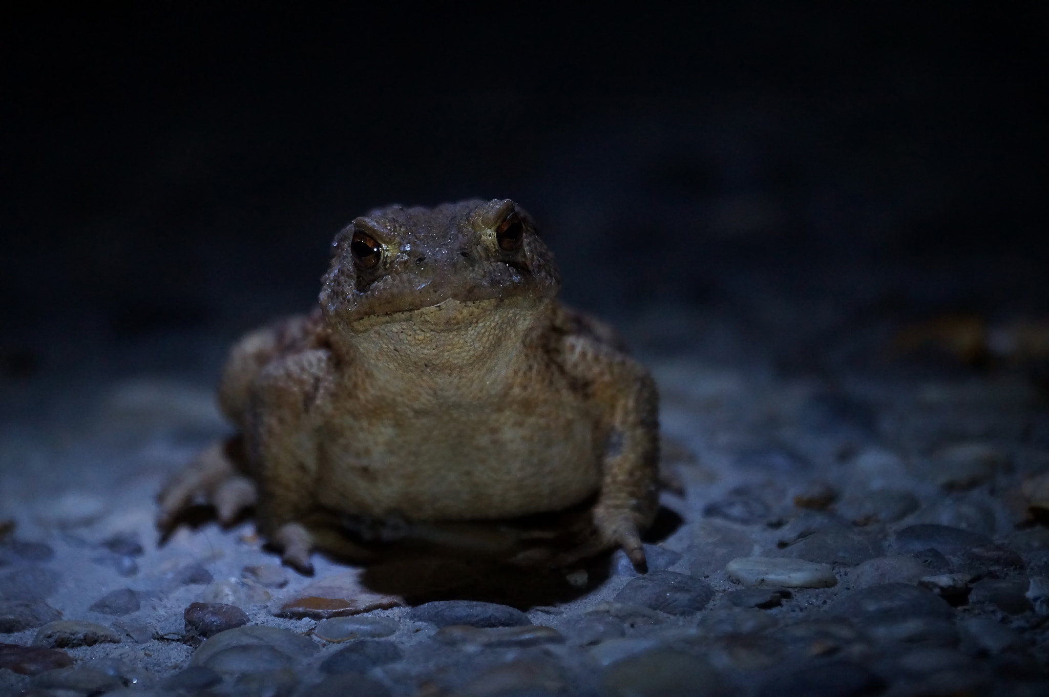 Sony 70-300mm F4.5-5.6 G SSM sample photo. Toad in the dark photography