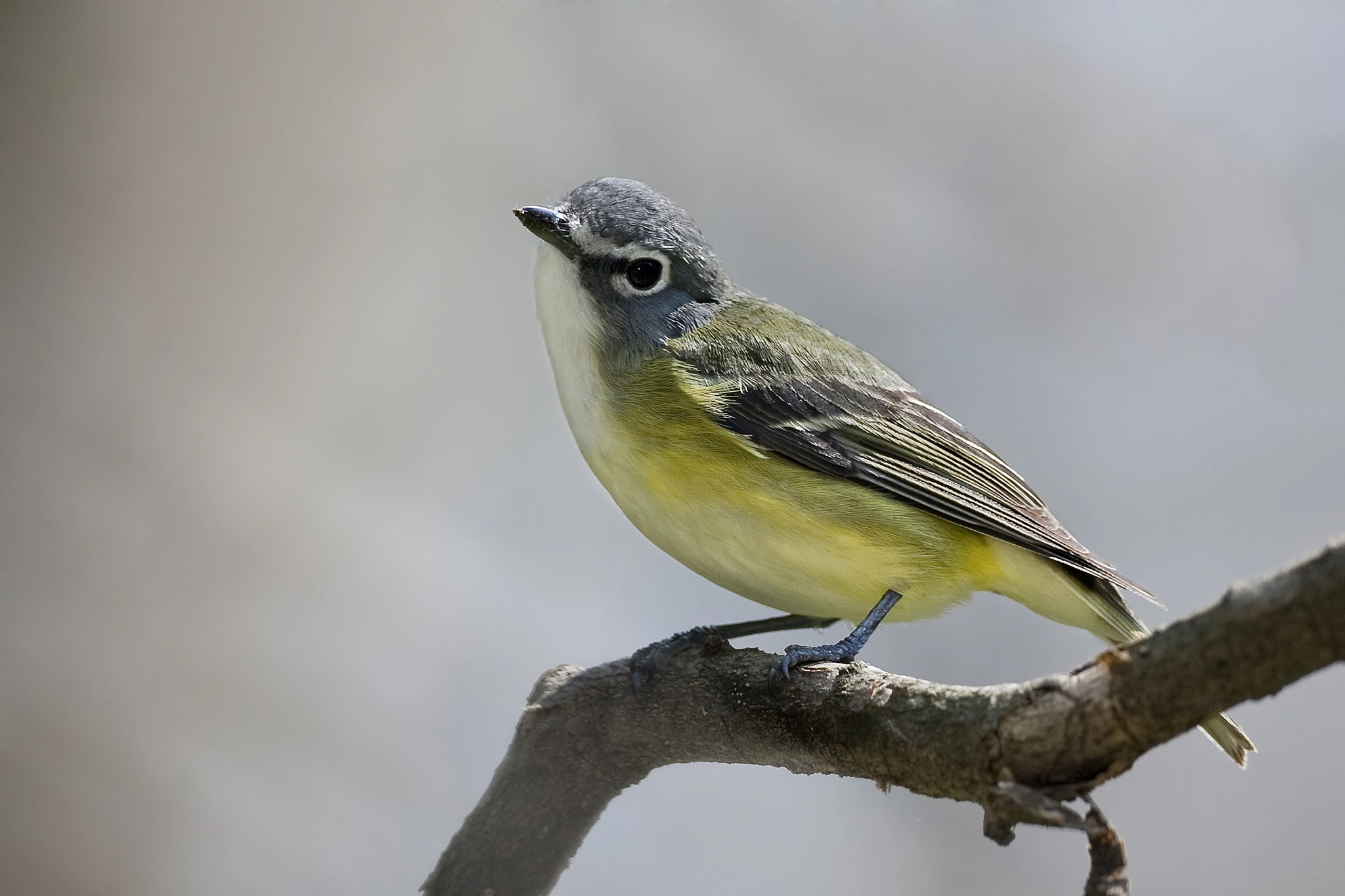 Canon EF 500mm F4L IS USM sample photo. Blue headed vireo photography