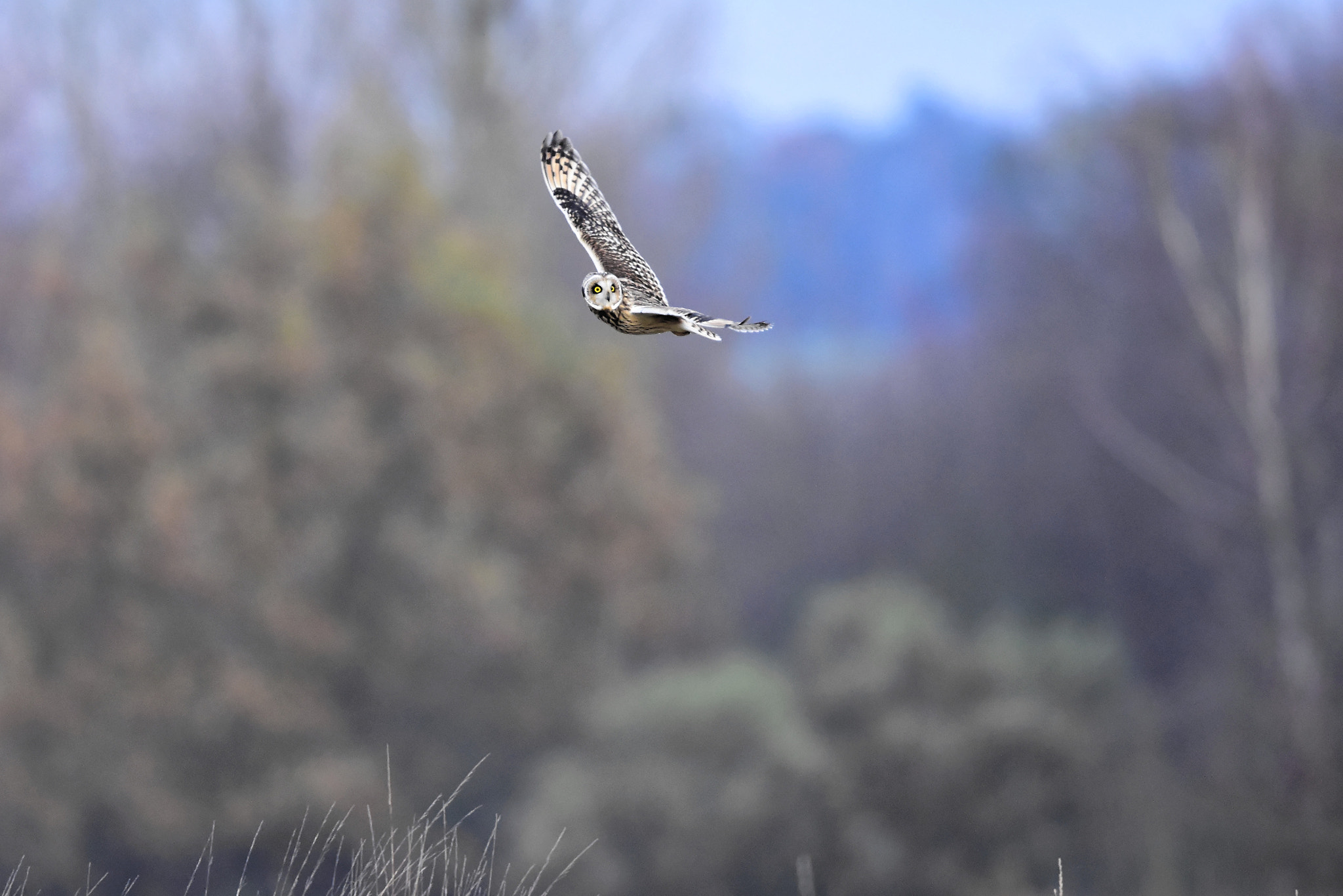 Sigma 500mm F4.5 EX DG HSM sample photo. Daylight hunt photography