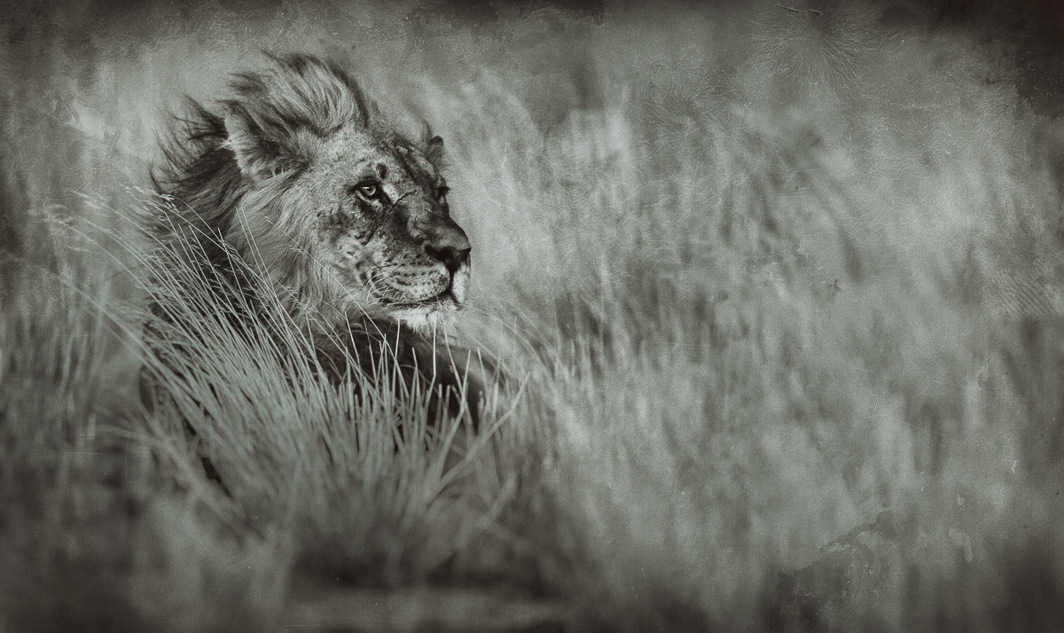 Canon EF 400mm F2.8L IS USM sample photo. Kalahari male photography