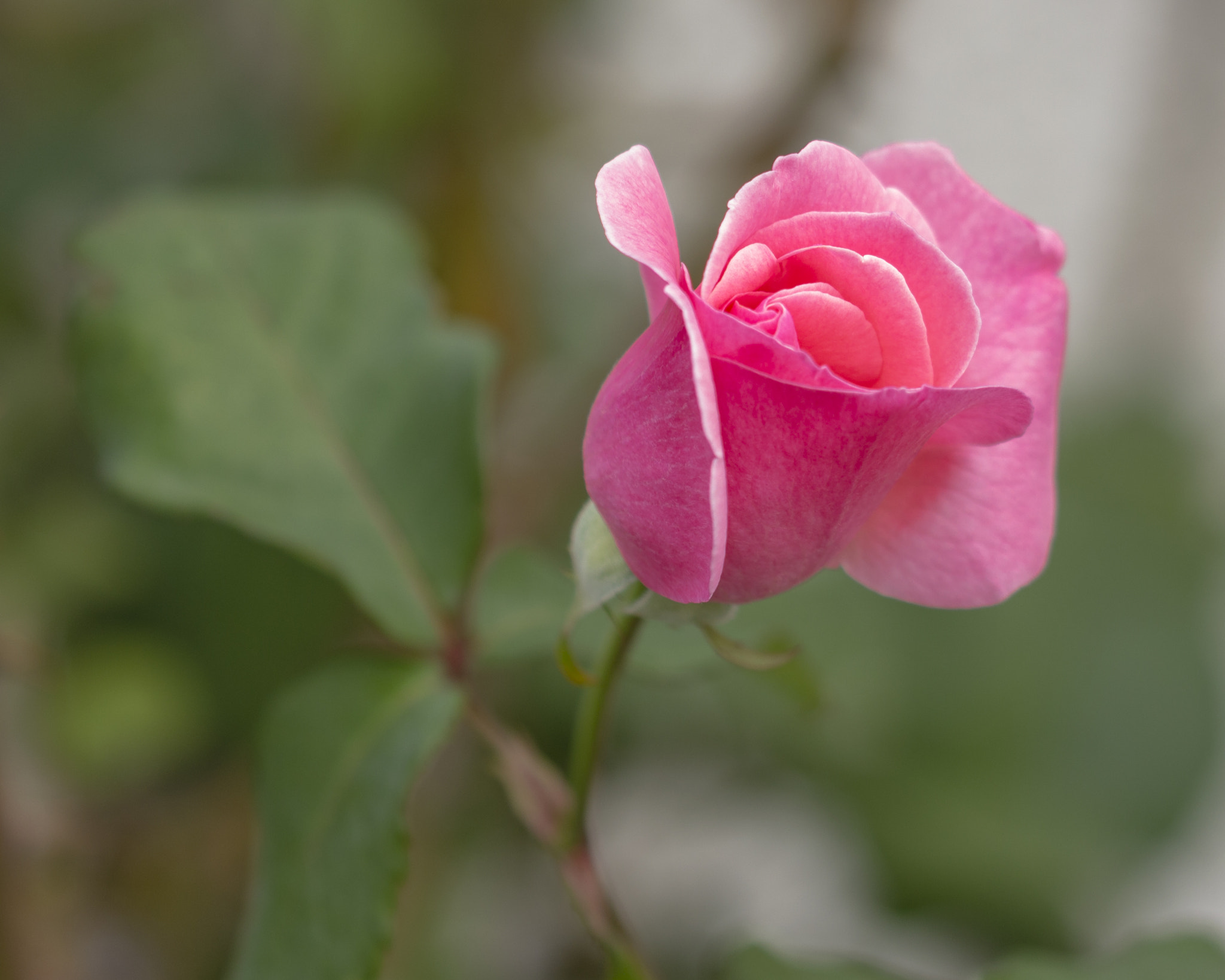Sigma 105mm F2.8 EX DG OS HSM sample photo. Rosa...rosae....rosa.... photography