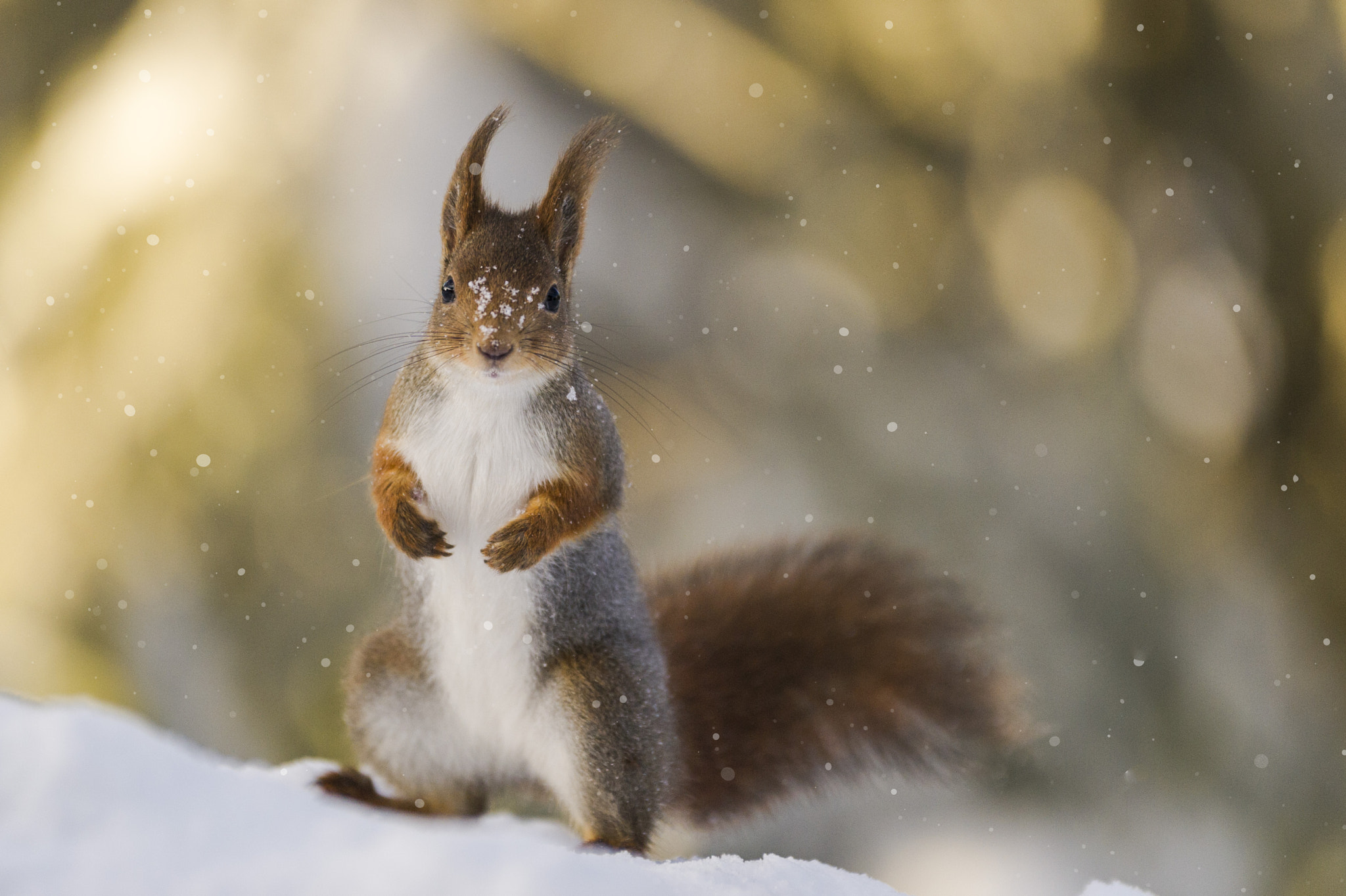 Nikon D3S sample photo. Everybody was kung fu fighting ! photography