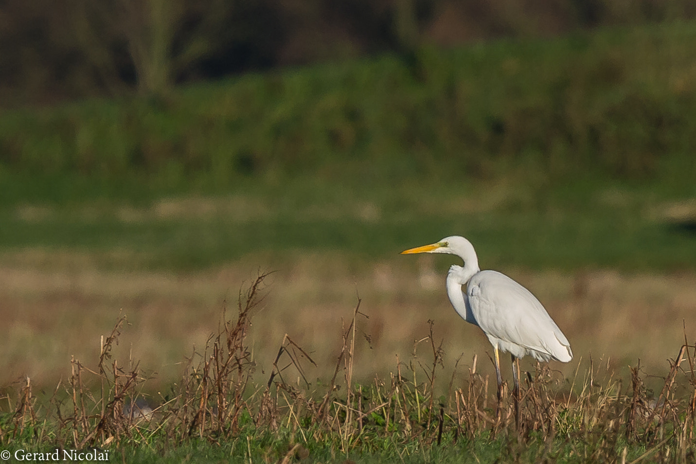 Canon EF 300mm F2.8L IS USM sample photo. Great egret photography