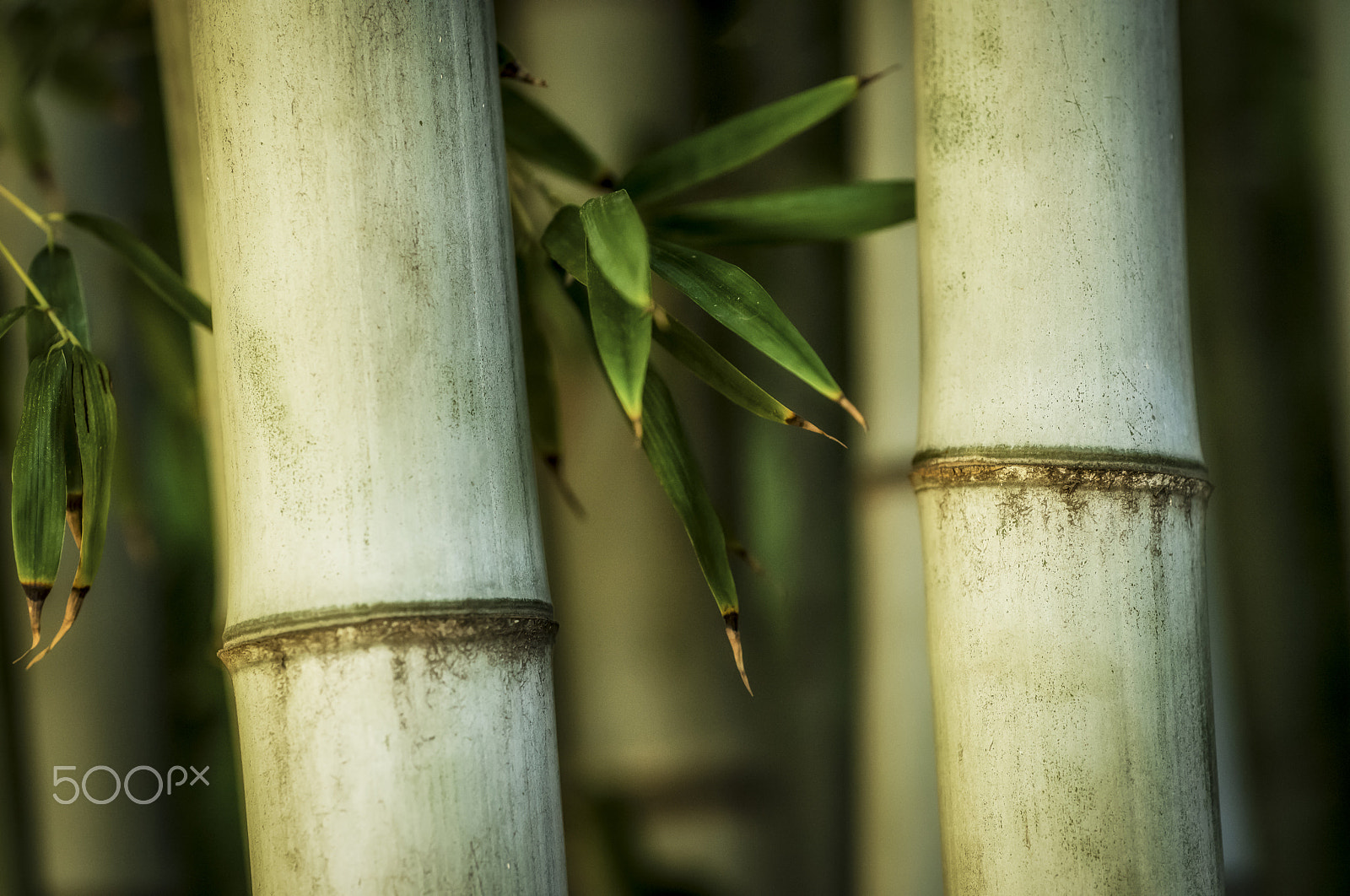 Apo-Macro-Summarit-S 120 CS sample photo. Bamboo stocks photography