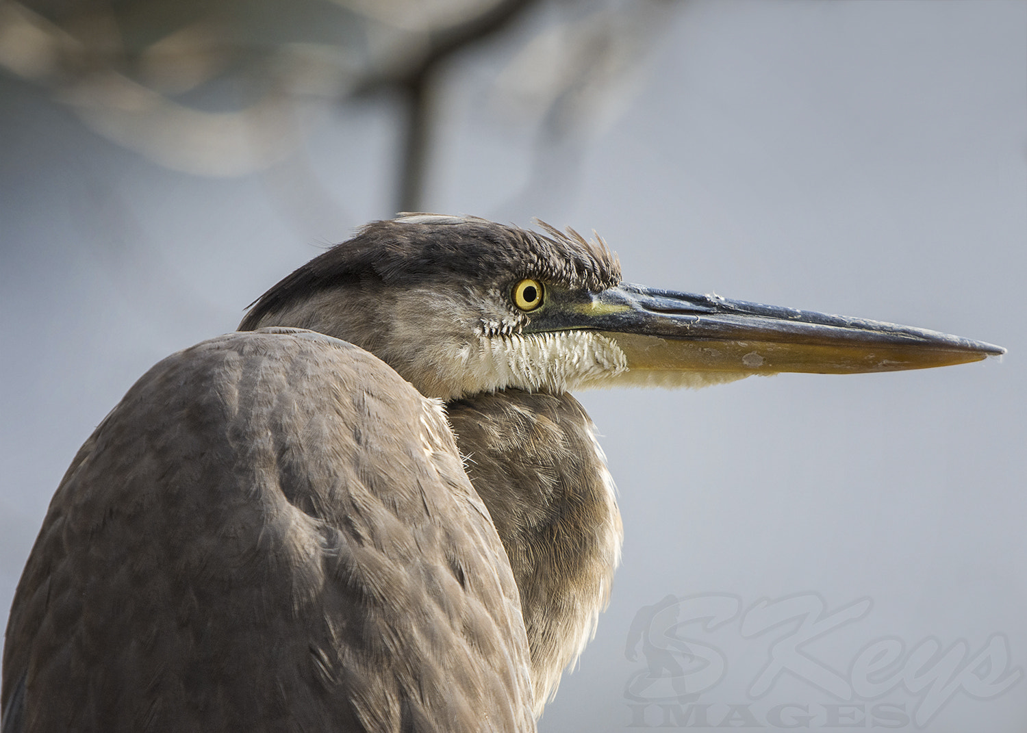Nikon D7200 + Sigma 500mm F4.5 EX DG HSM sample photo. Stare (great blue heron) photography