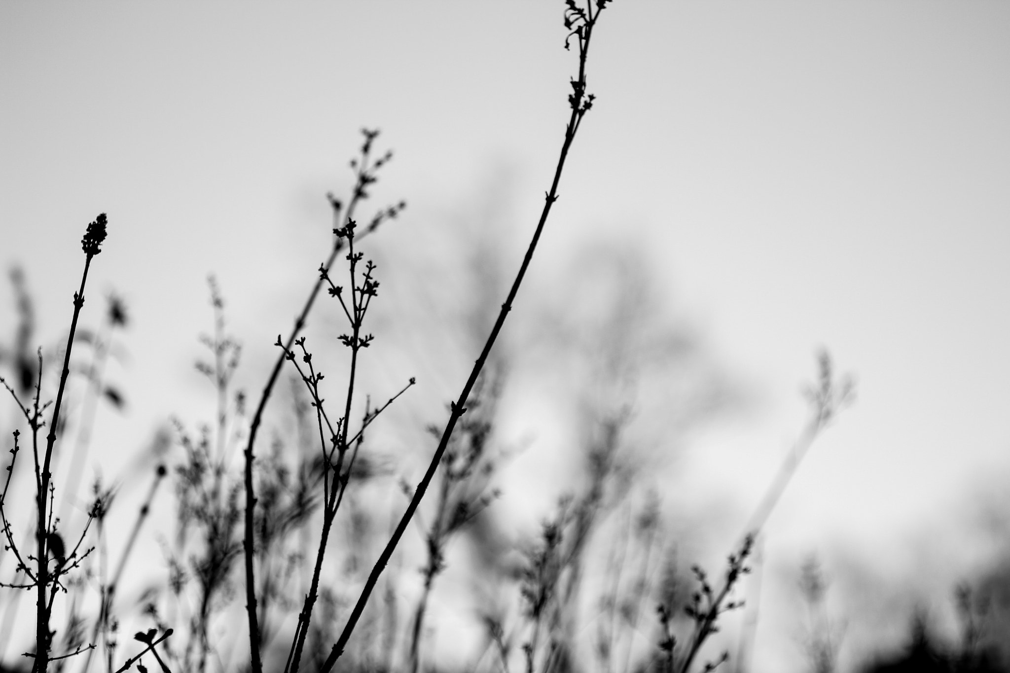 Canon EF 50mm F2.5 Macro sample photo. Sthlm 21/11 photography