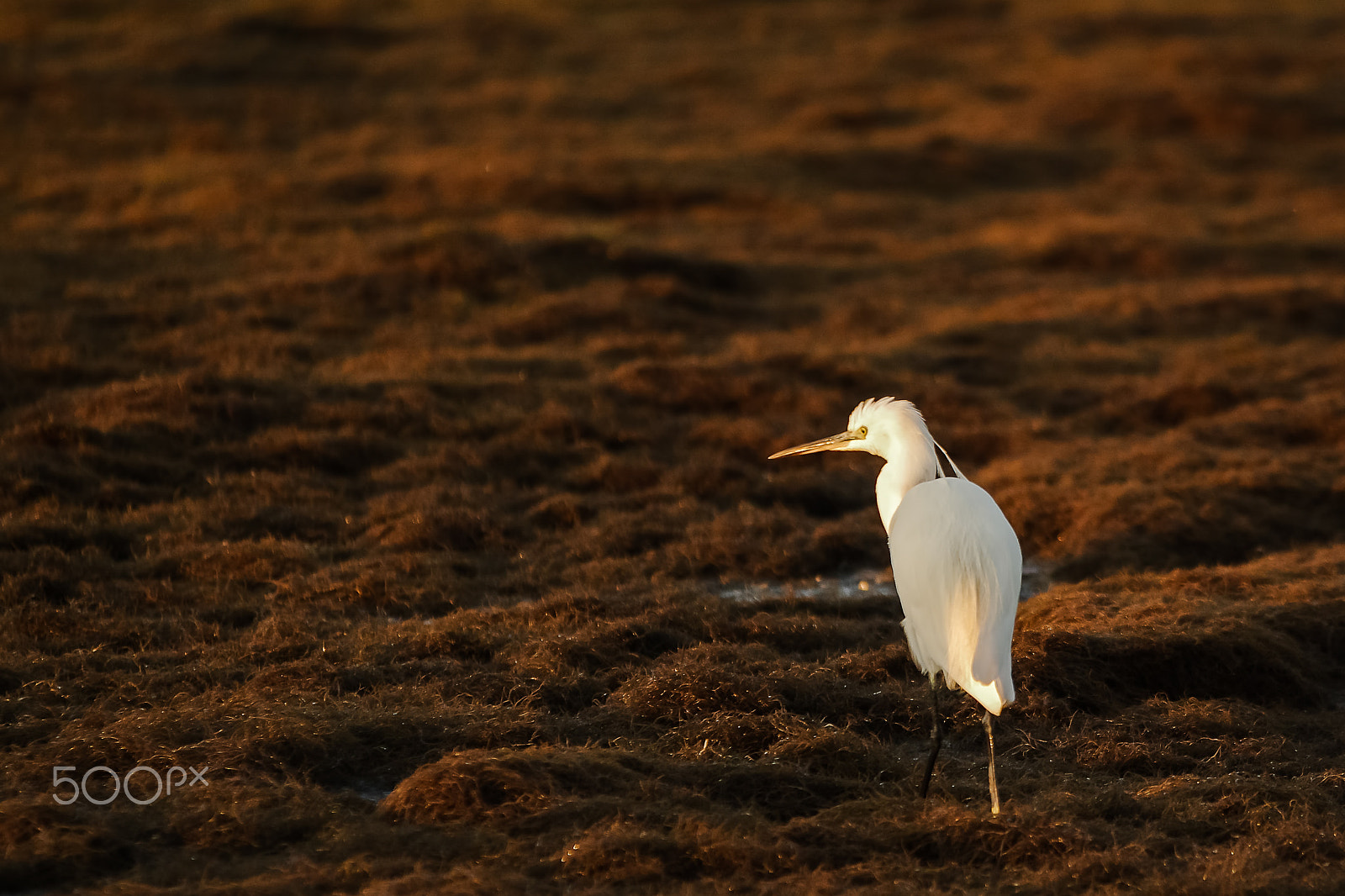 Sigma EX APO 100-300mm F4 IF sample photo. Luce sulla garzetta photography