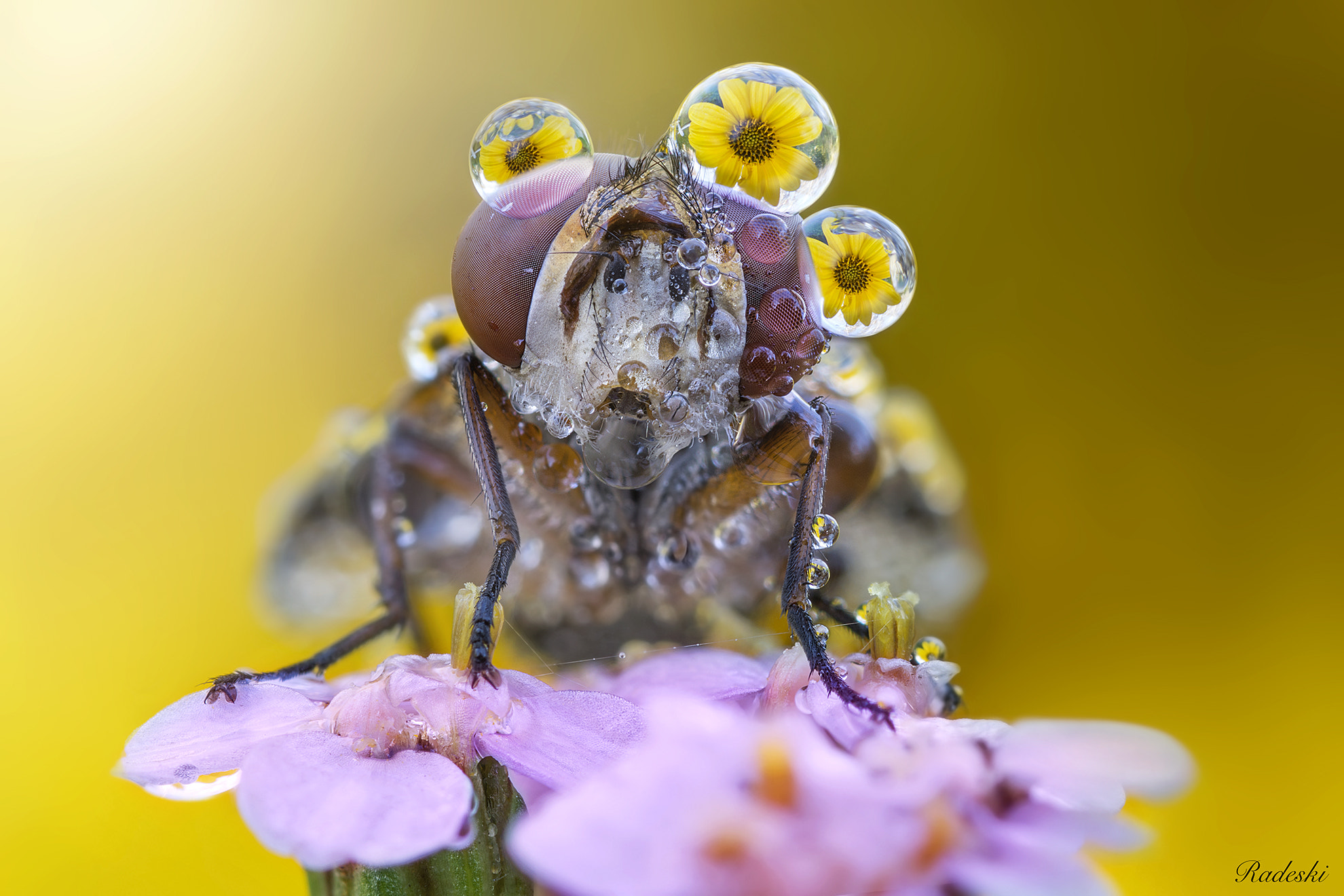 Nikon D7200 + Nikon AF Micro-Nikkor 60mm F2.8D sample photo. Mosca gocciolosa photography