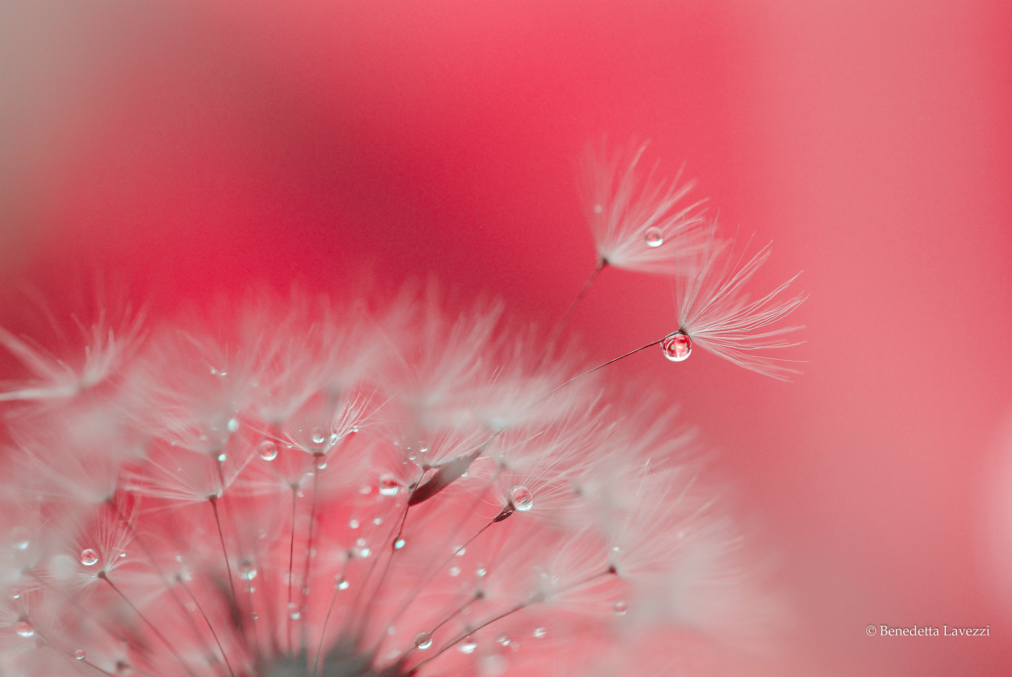 Sigma 105mm F2.8 EX DG OS HSM sample photo. Waiting for christmas photography