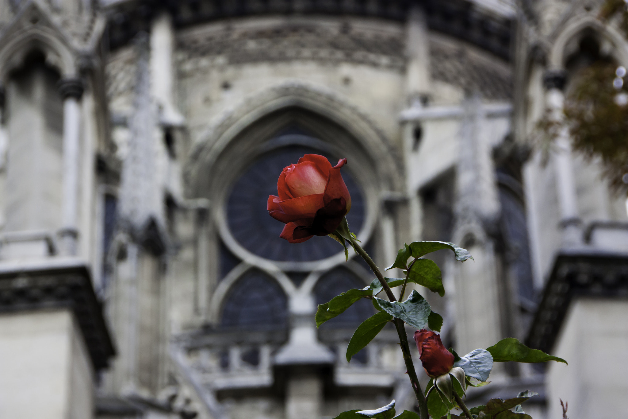 Sigma 18-250mm F3.5-6.3 DC OS HSM sample photo. Rose of notre dame photography