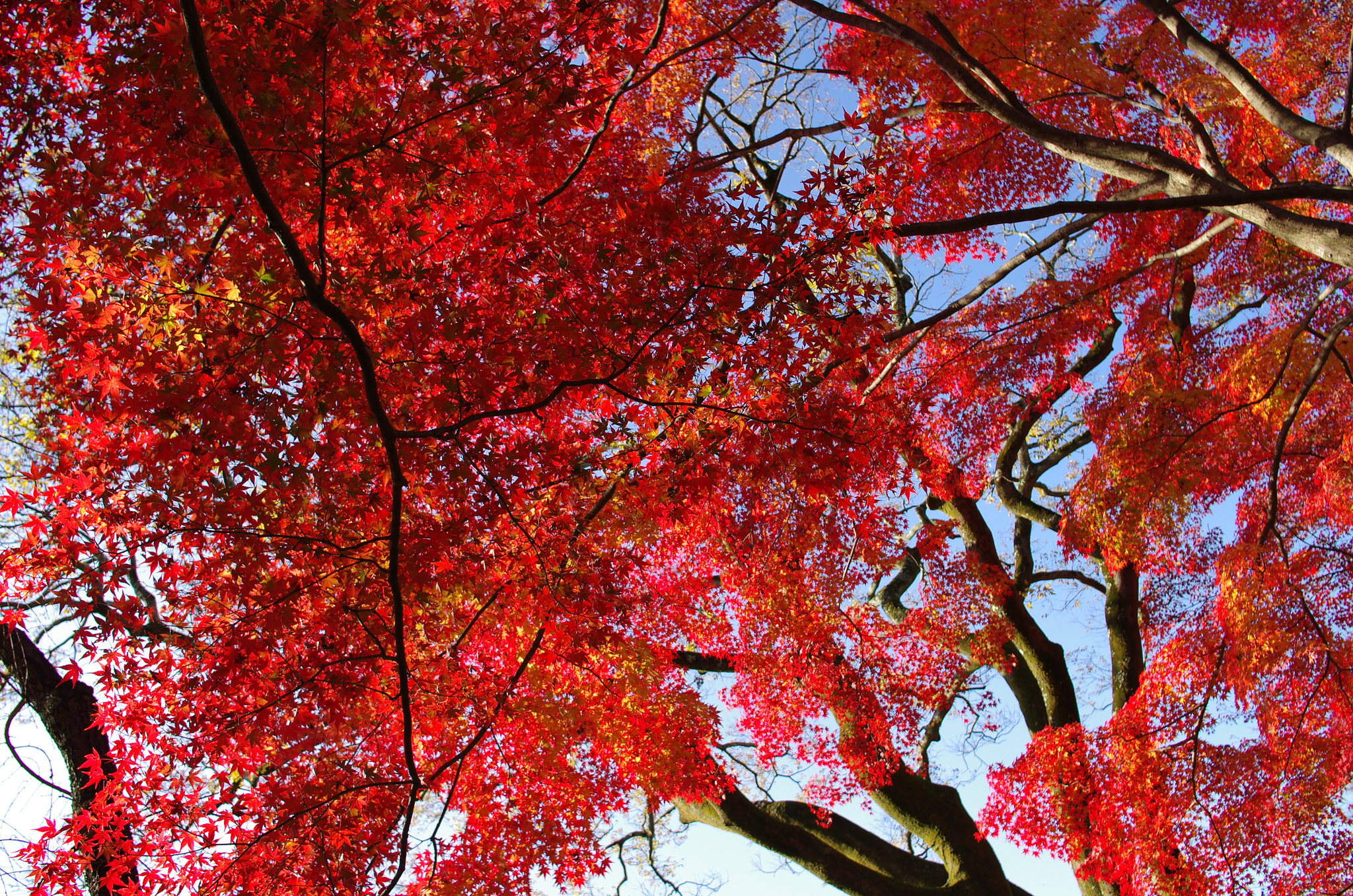 Pentax smc DA 21mm F3.2 AL Limited sample photo. Snap on kyoto 9624 photography