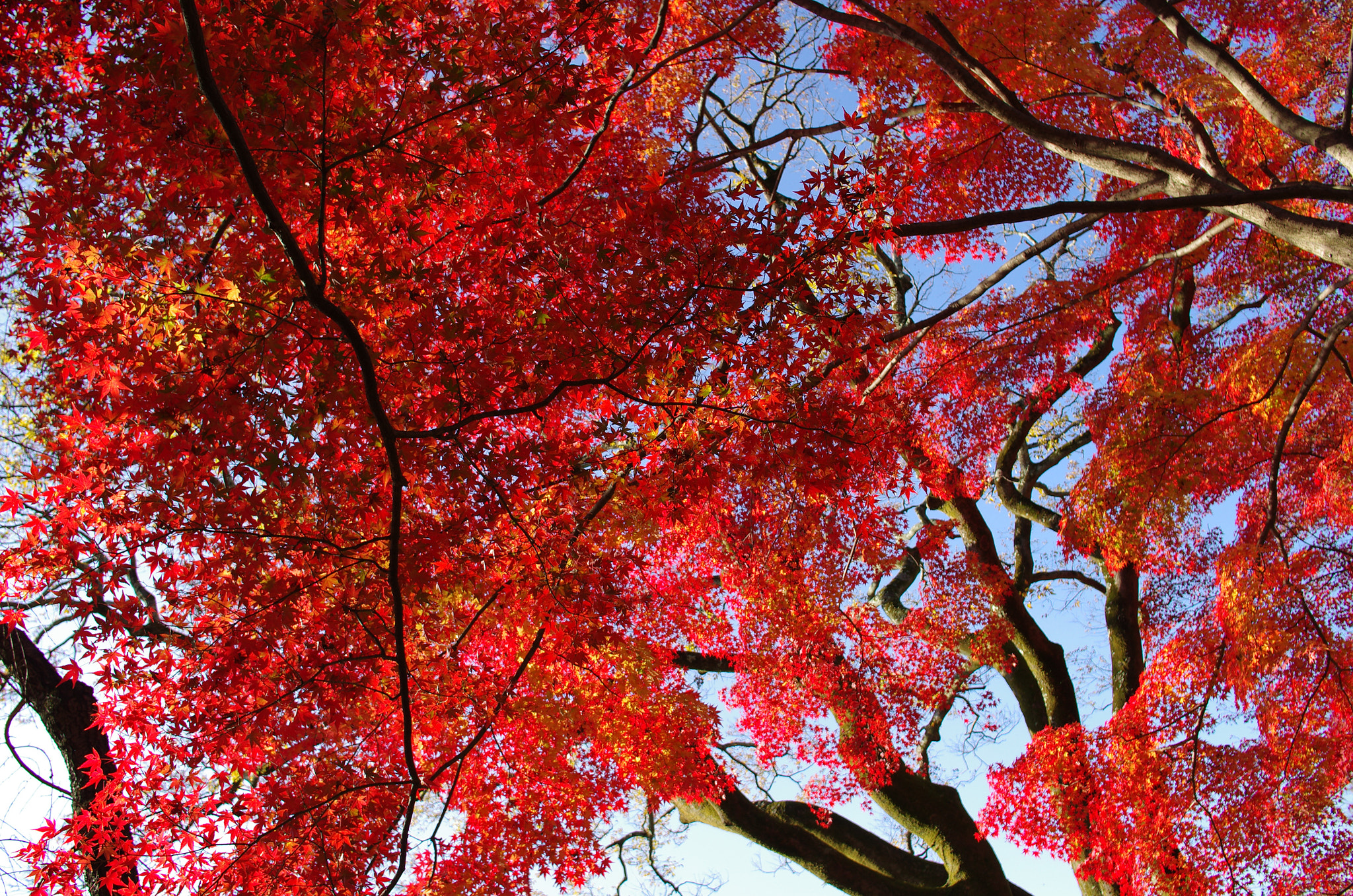 Pentax K-5 + Pentax smc DA 21mm F3.2 AL Limited sample photo. Snap on kyoto 9624 photography