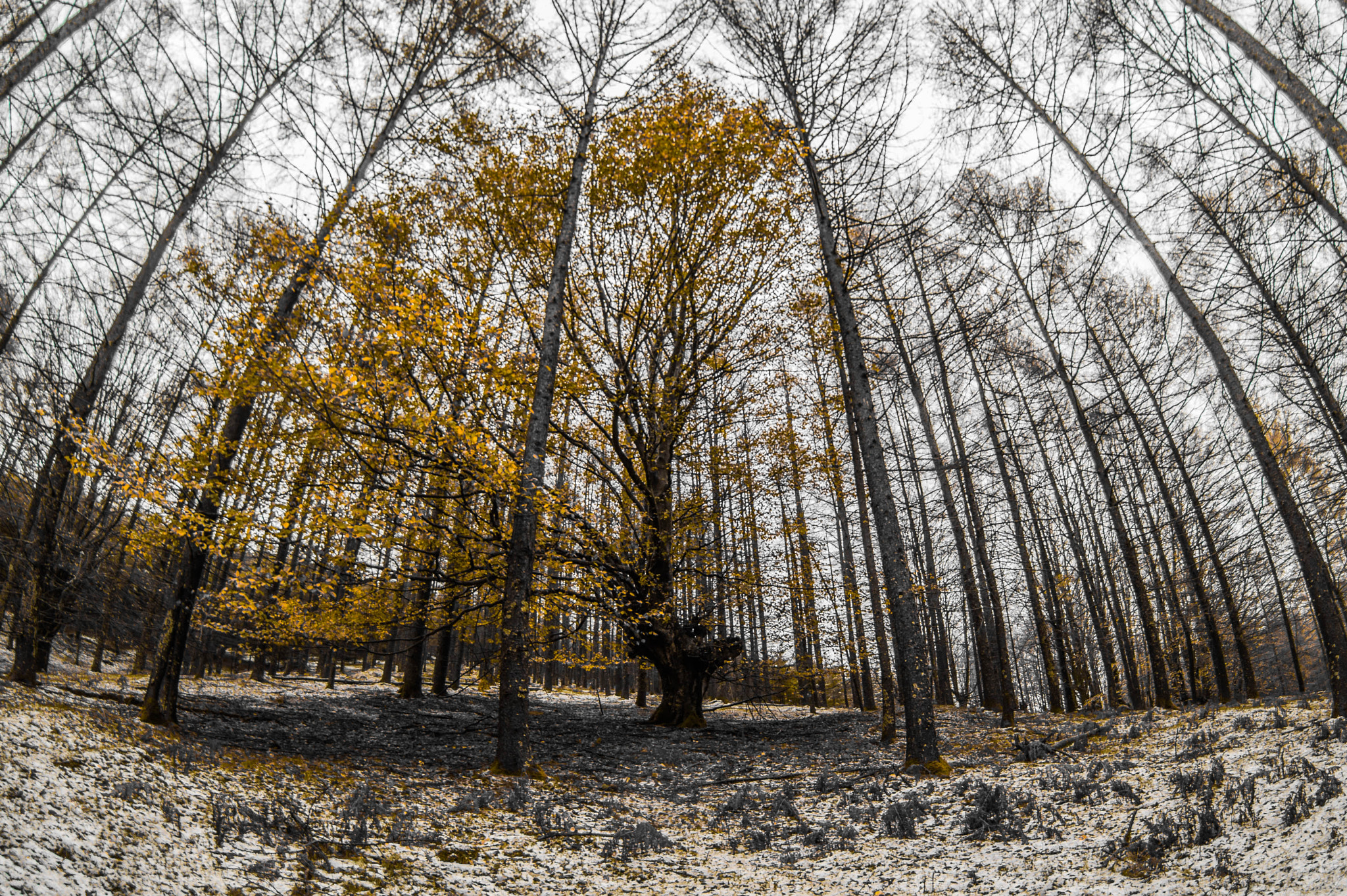 Nikon AF DX Fisheye-Nikkor 10.5mm F2.8G ED sample photo. Pagoa photography