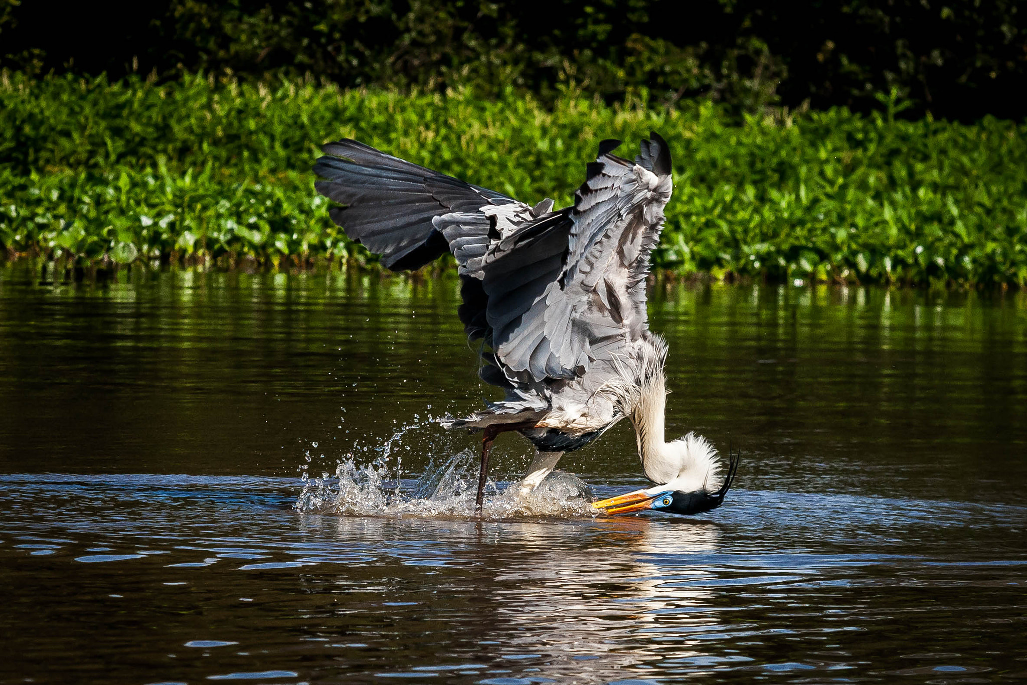 Sigma 70-200mm F2.8 EX DG OS HSM sample photo. Fishing accident photography
