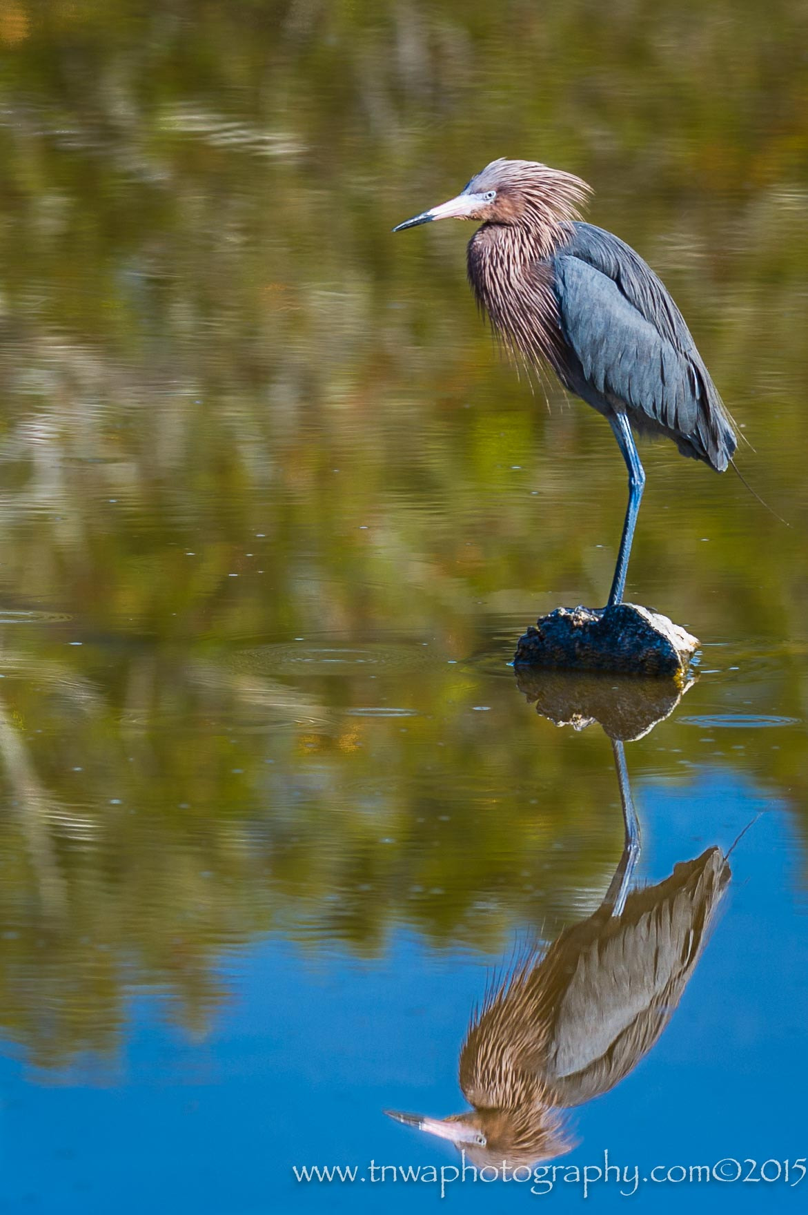 Nikon AF-S Nikkor 300mm F2.8G ED-IF VR sample photo. Me & my shadow photography