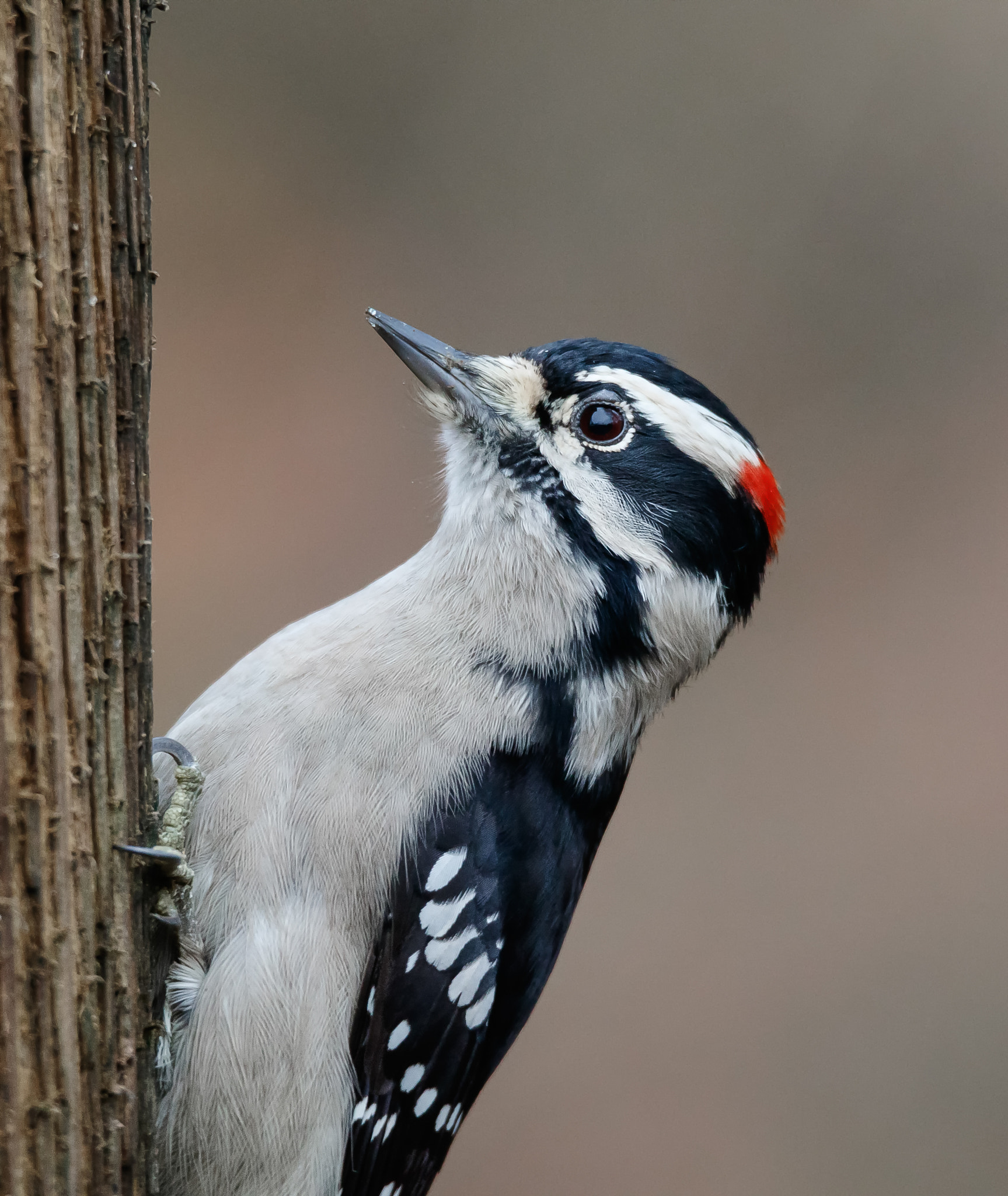 Canon EOS 7D Mark II + Tamron SP 150-600mm F5-6.3 Di VC USD sample photo. Downy woodpecker photography