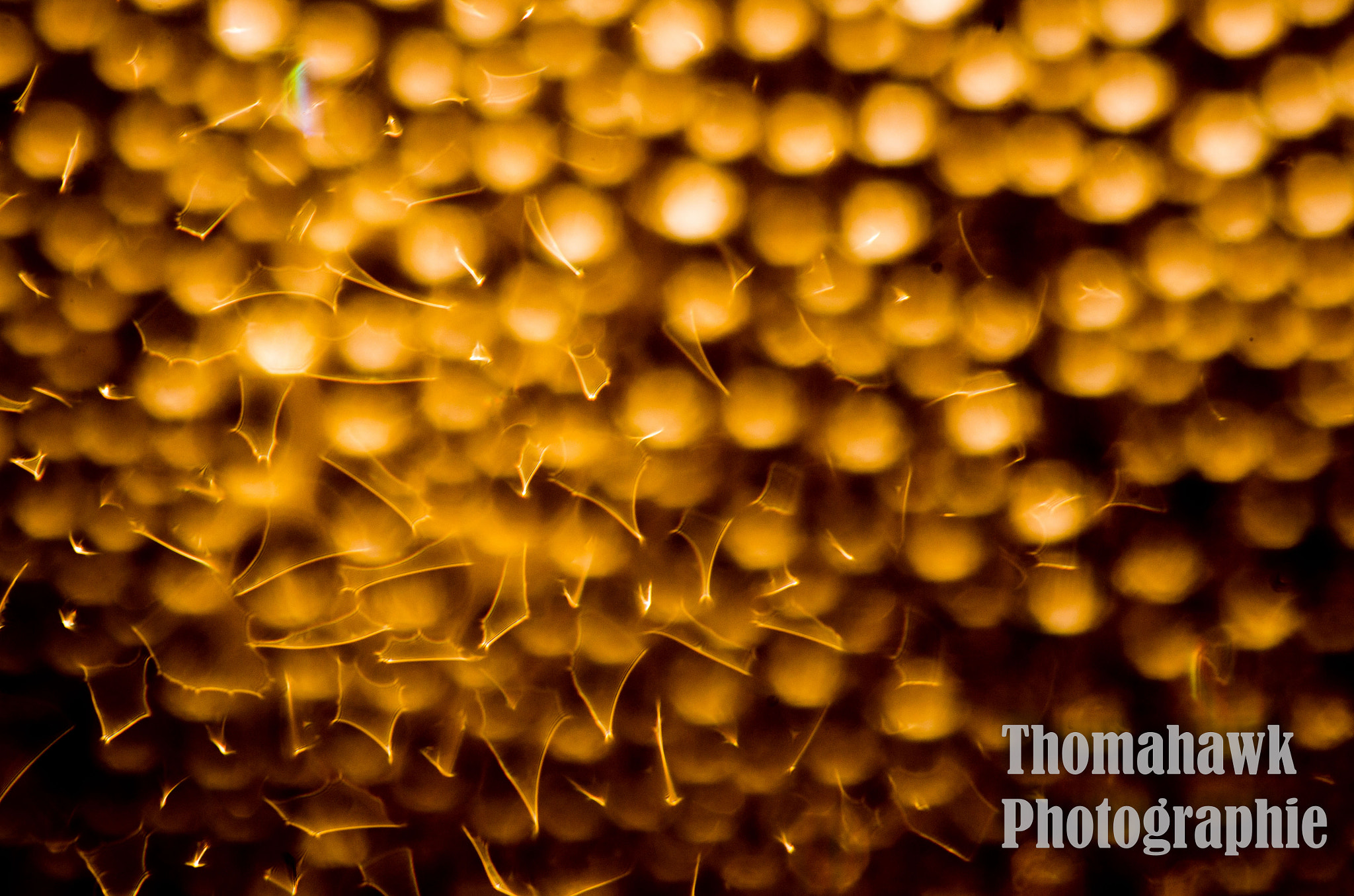 Pentax smc D-FA 100mm F2.8 macro sample photo. Pure abstract photography