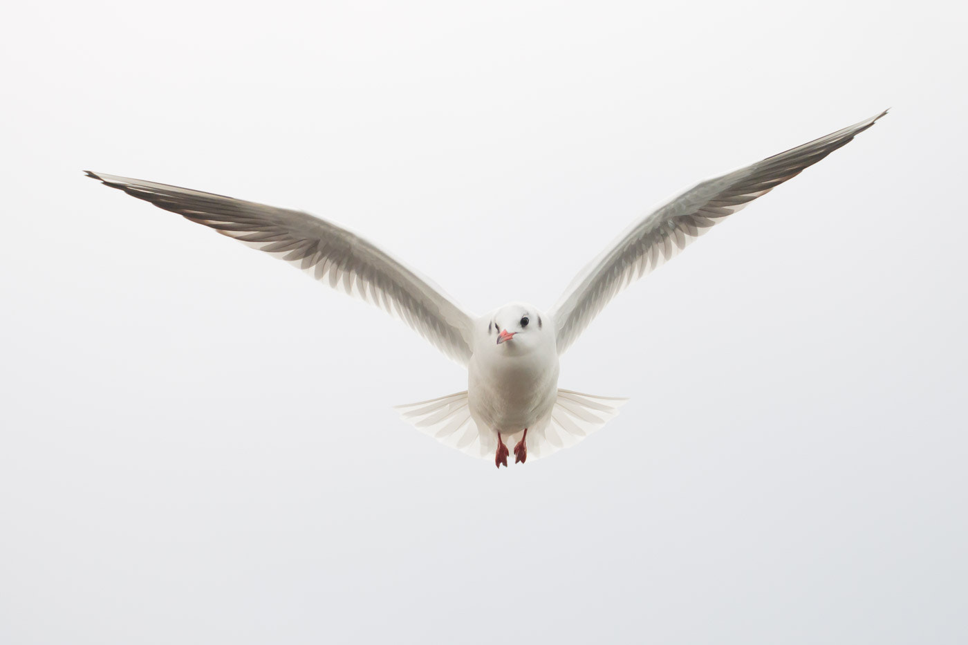 Nikon D300 + Sigma 135-400mm F4.5-5.6 APO Aspherical sample photo. Black-headed on white photography