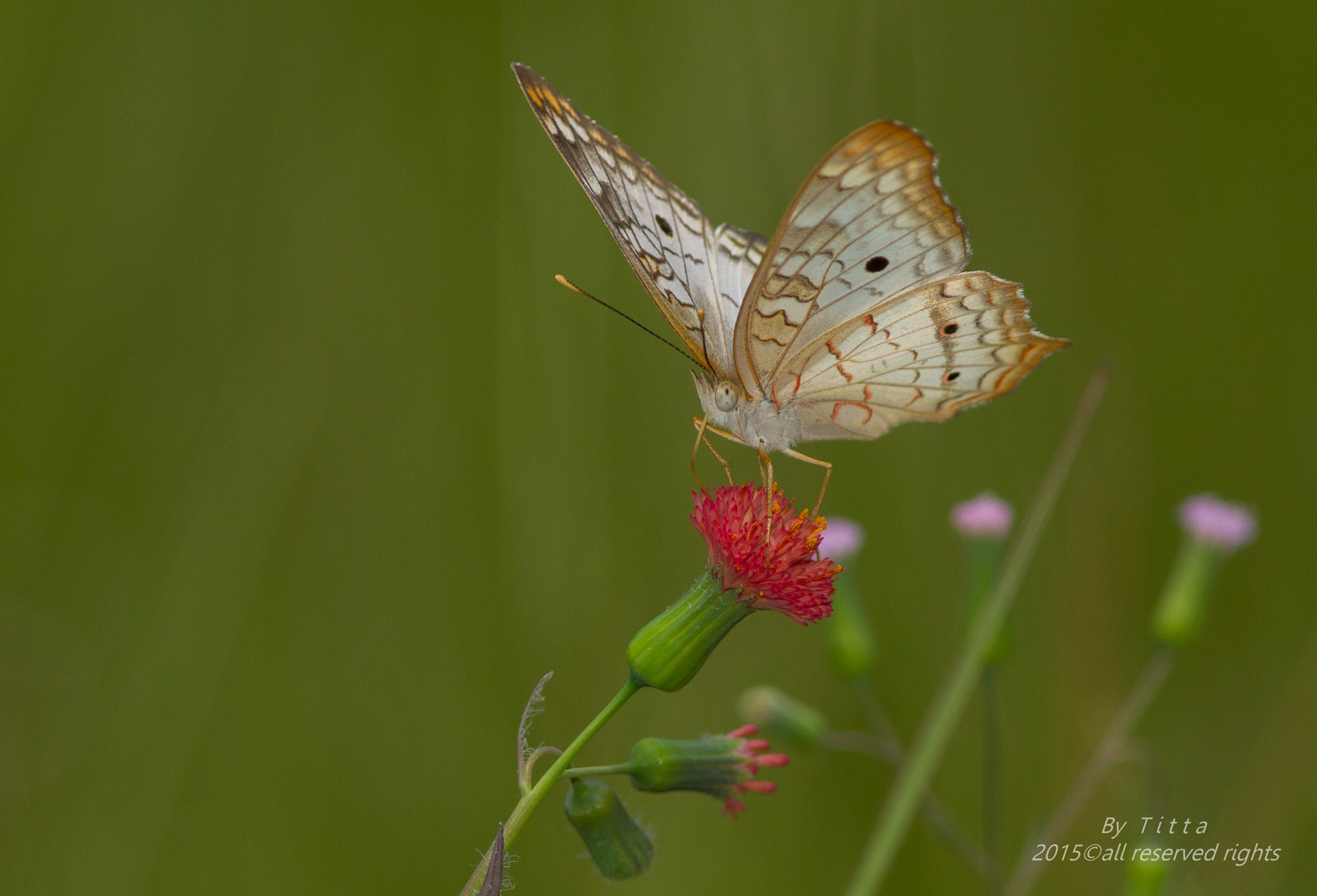 Canon EF 300mm F4L IS USM sample photo