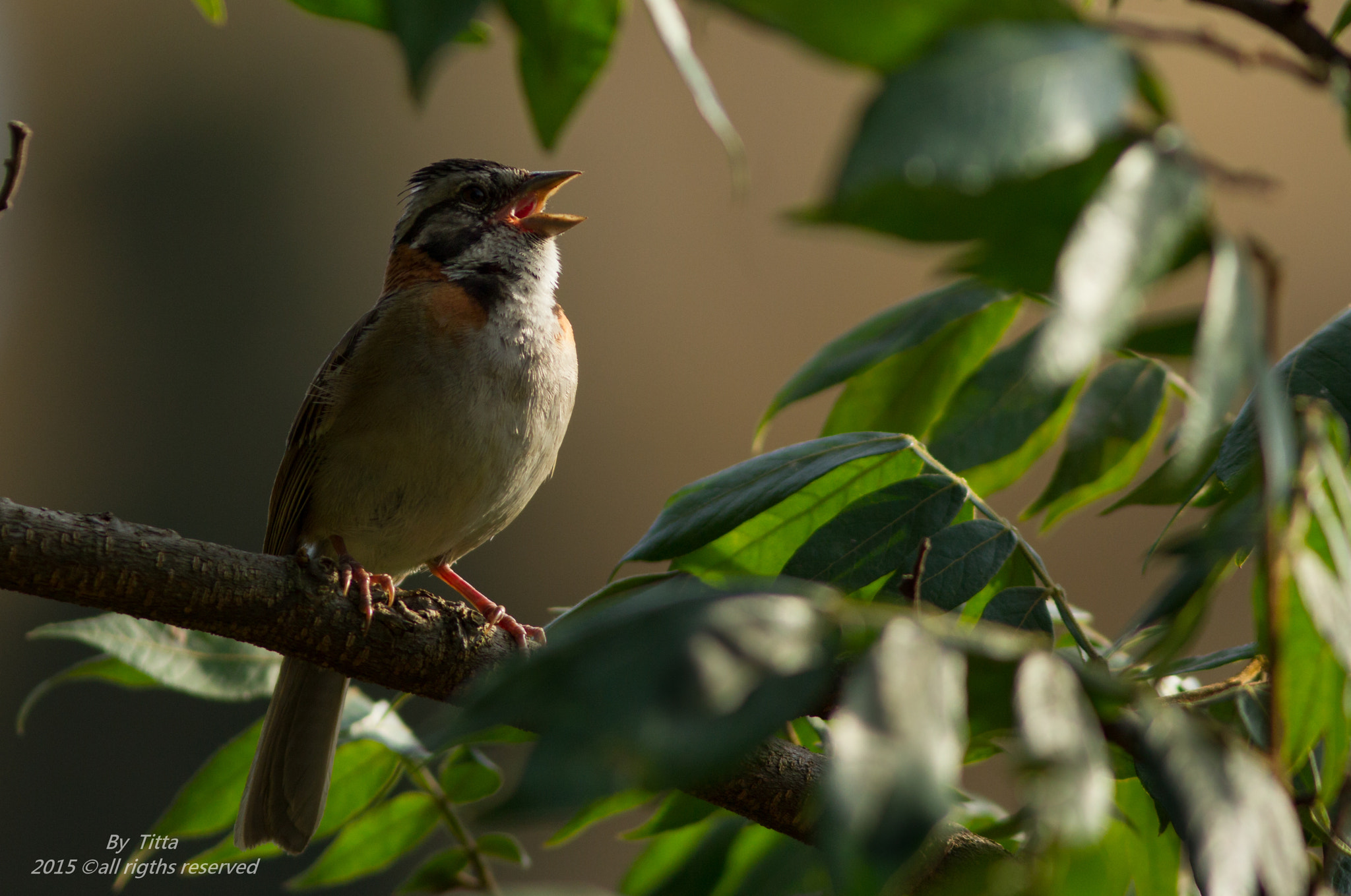 Canon EF 300mm F4L IS USM sample photo. Tico tico photography