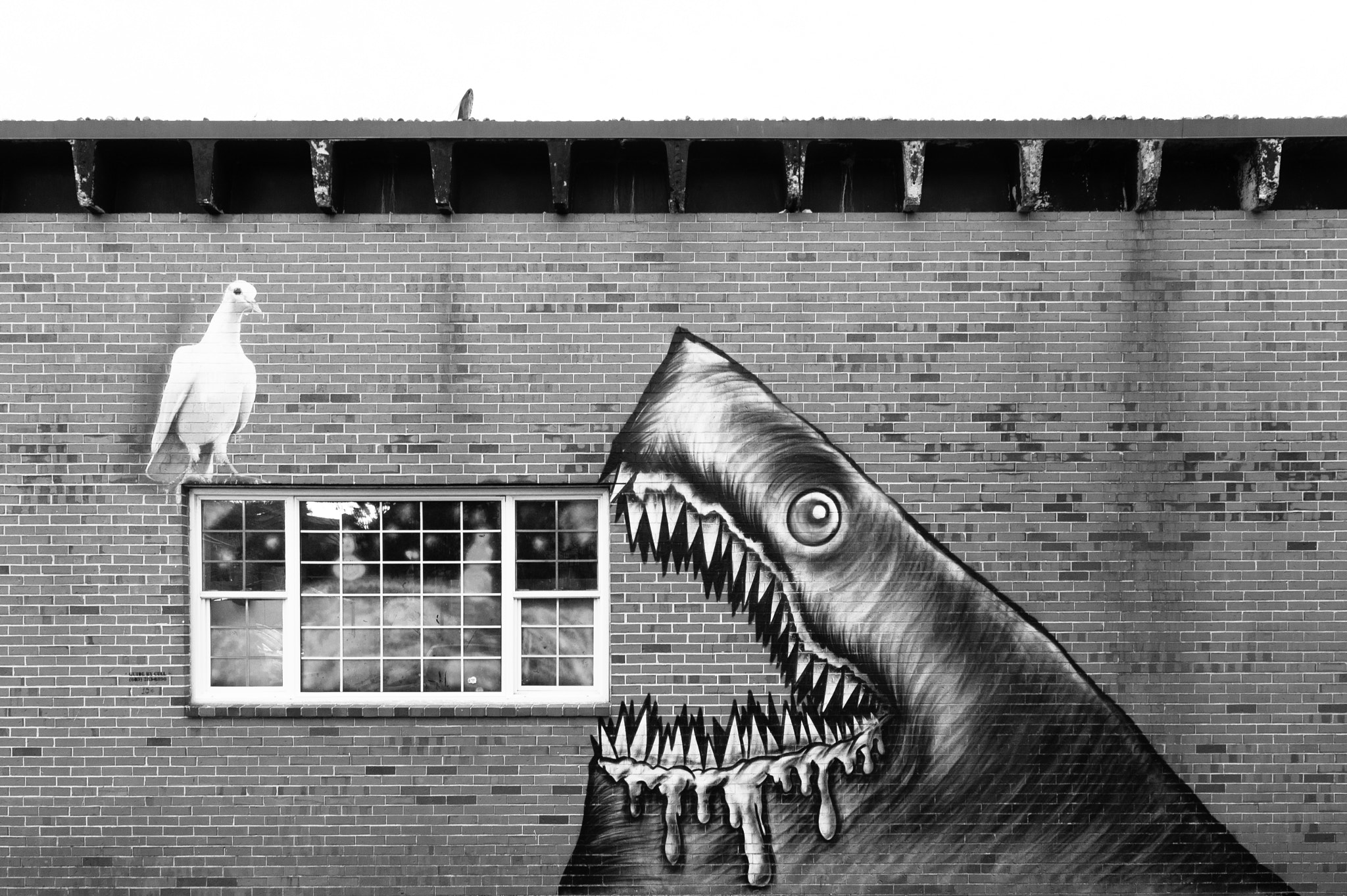 Sony Alpha DSLR-A560 + Sigma 17-70mm F2.8-4.5 (D) sample photo. Shark attack photography