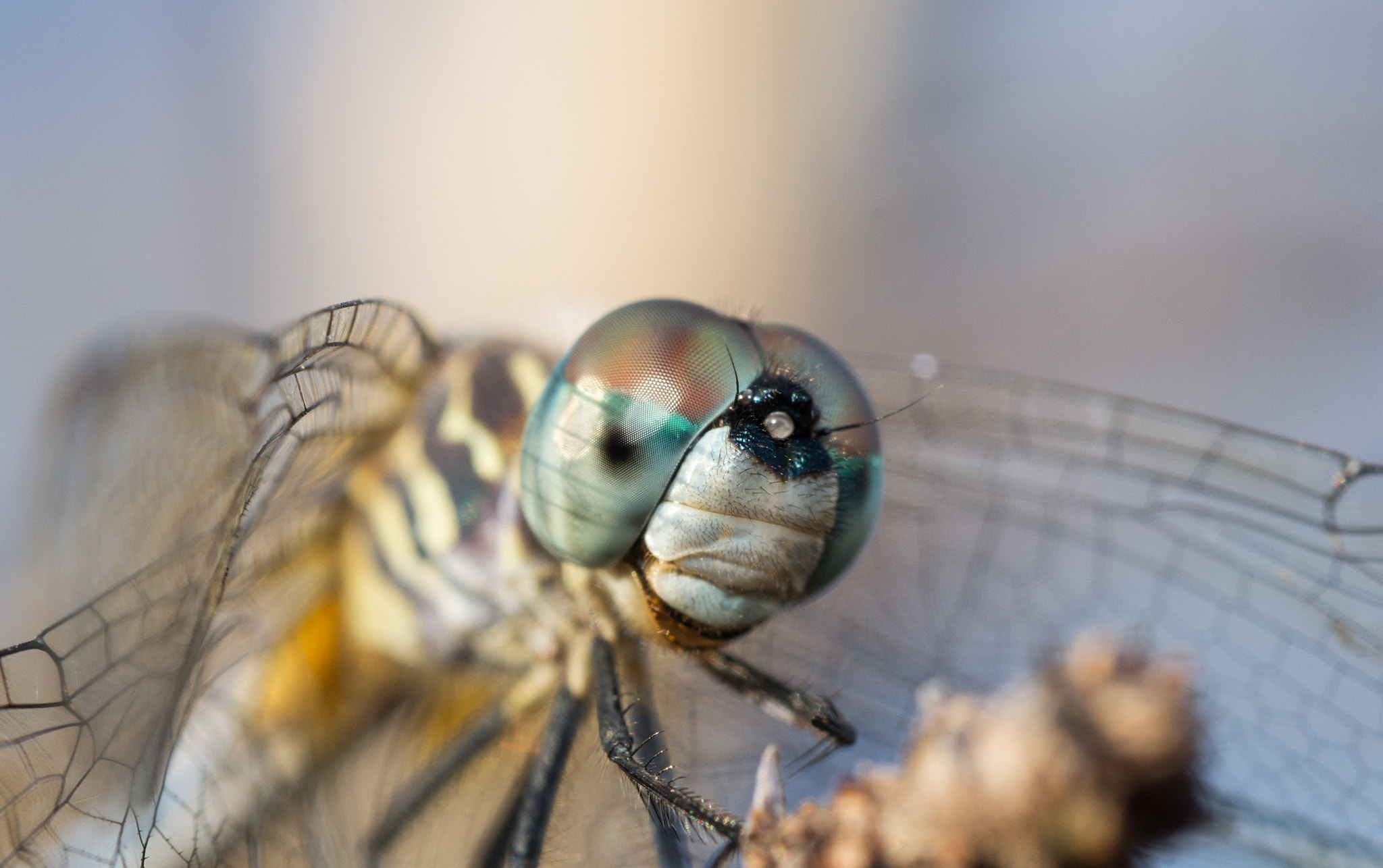 Nikon D3100 + AF Micro-Nikkor 60mm f/2.8 sample photo. Smiling pilot photography