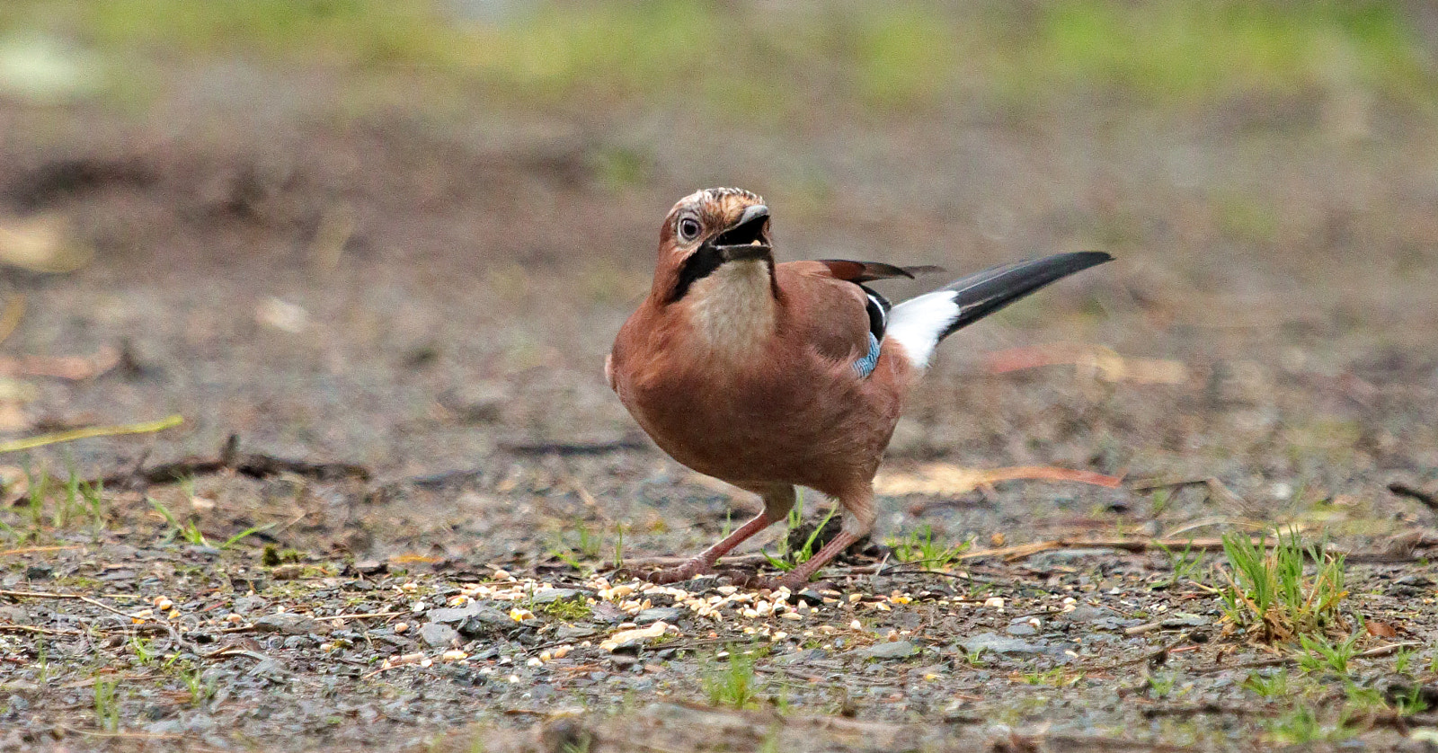 Canon EF 100-400mm F4.5-5.6L IS USM sample photo. Jay photography