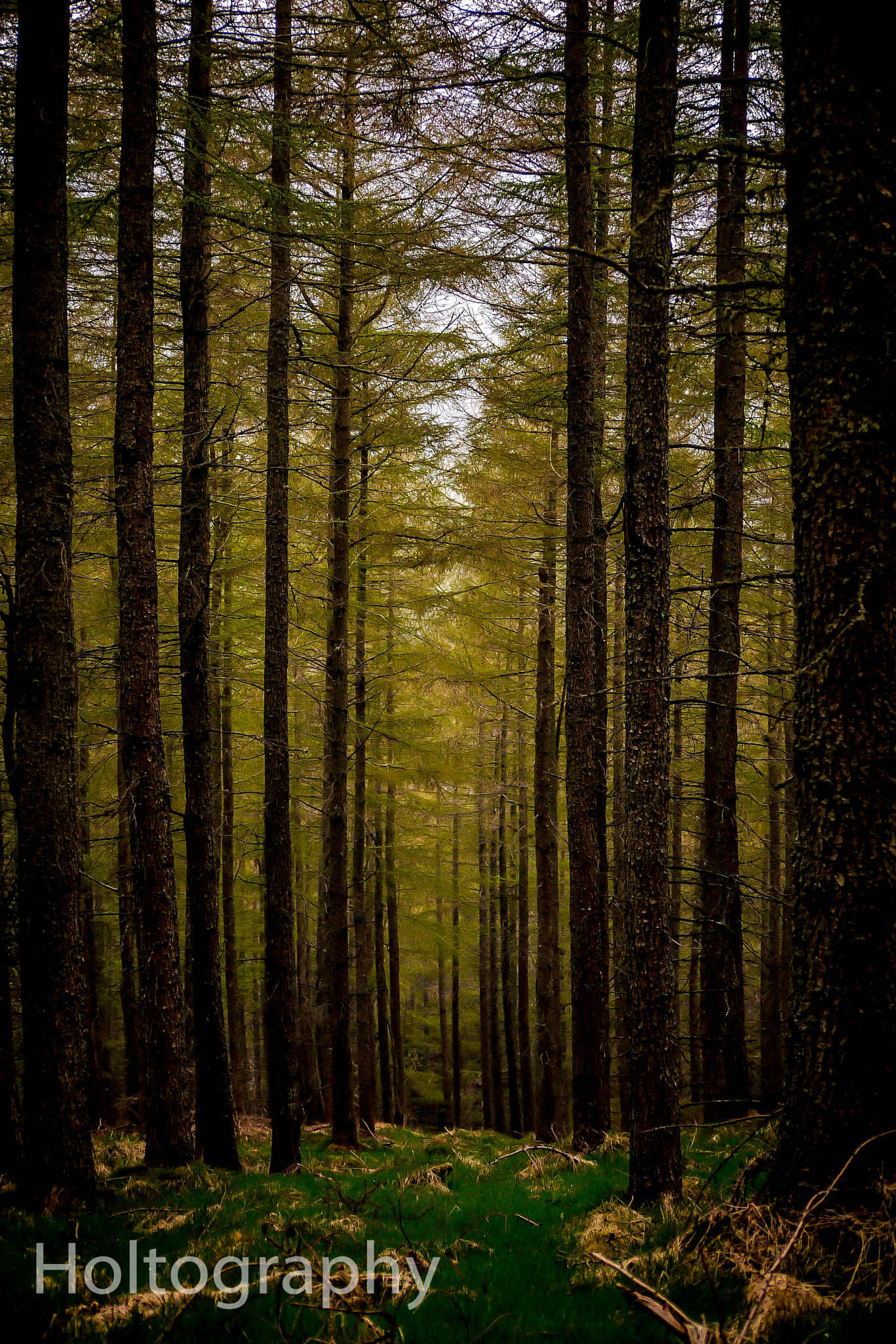 Panasonic Lumix DMC-G2 sample photo. Pitfichie pine photography