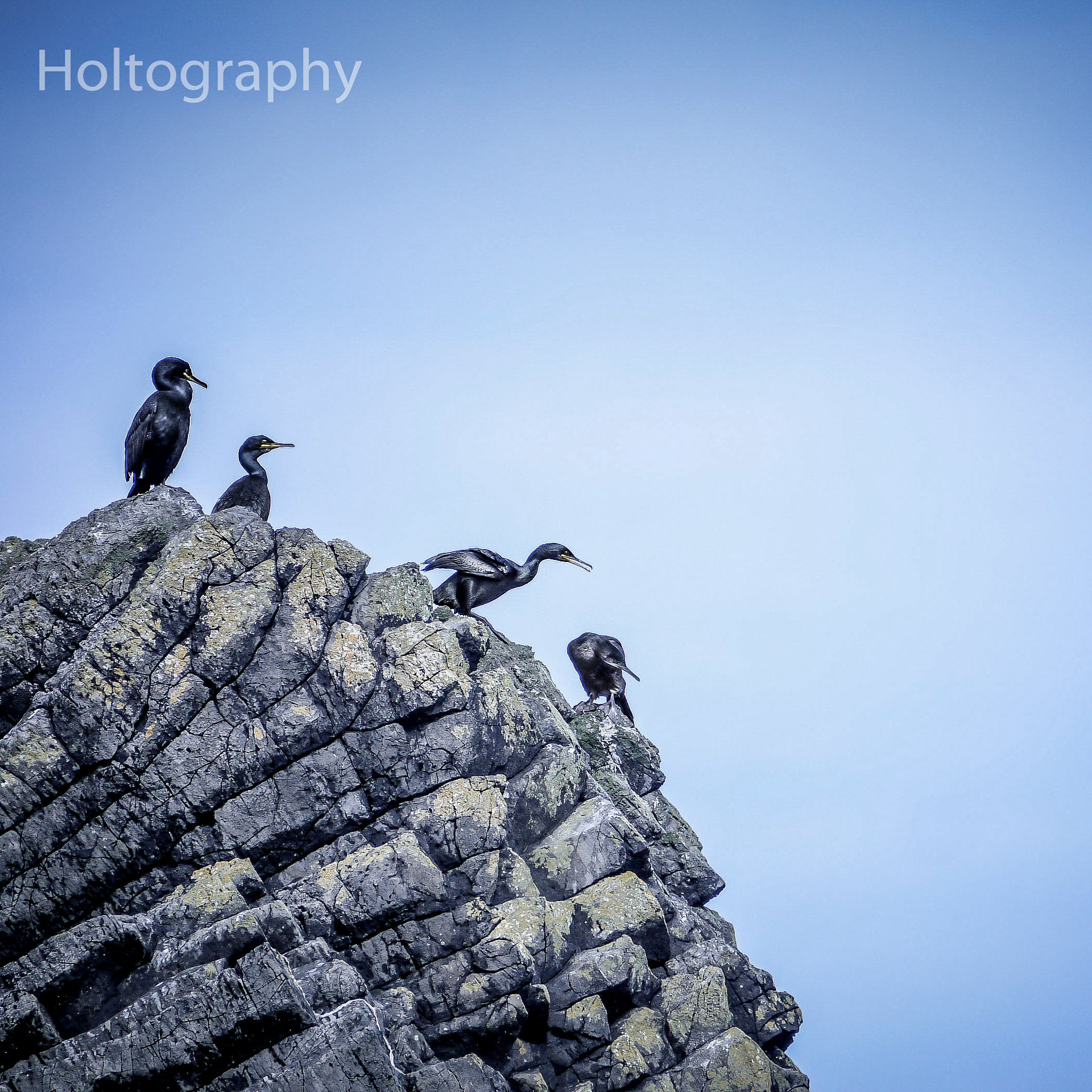 Panasonic Lumix DMC-G2 sample photo. Shag dive photography