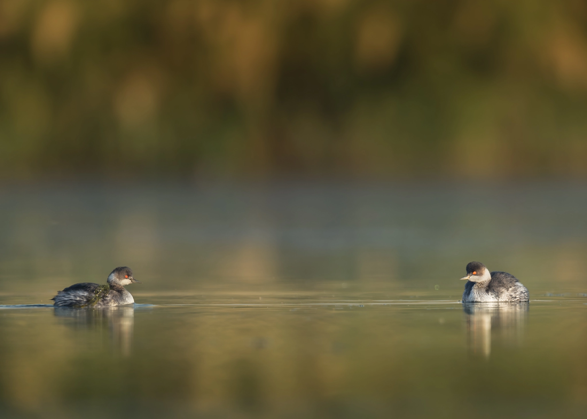 Nikon D4S sample photo. Black-necked grebe photography