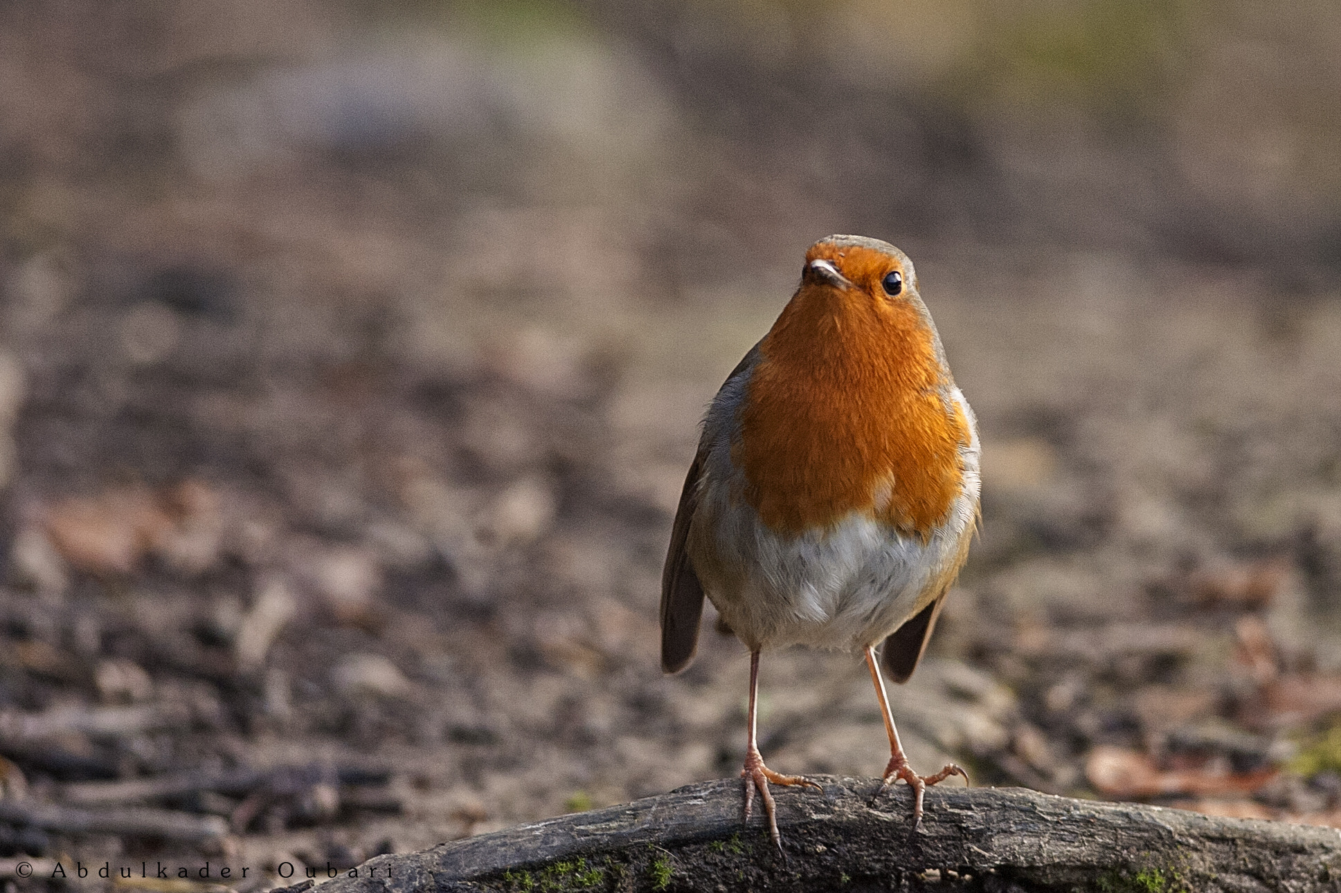 Nikon D2Hs + Nikon AF-S Nikkor 300mm F4D ED-IF sample photo. Robin photography