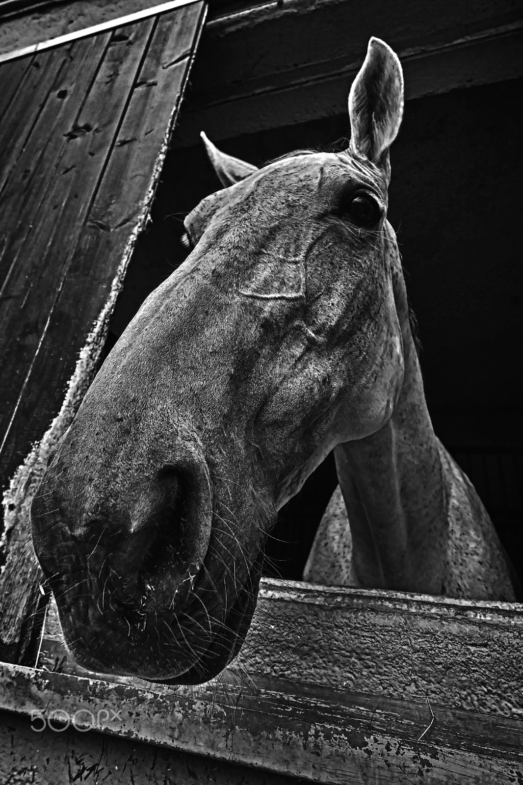 Samsung NX30 + Samsung NX 12-24mm F4-5.6 ED sample photo. Mad horse photography