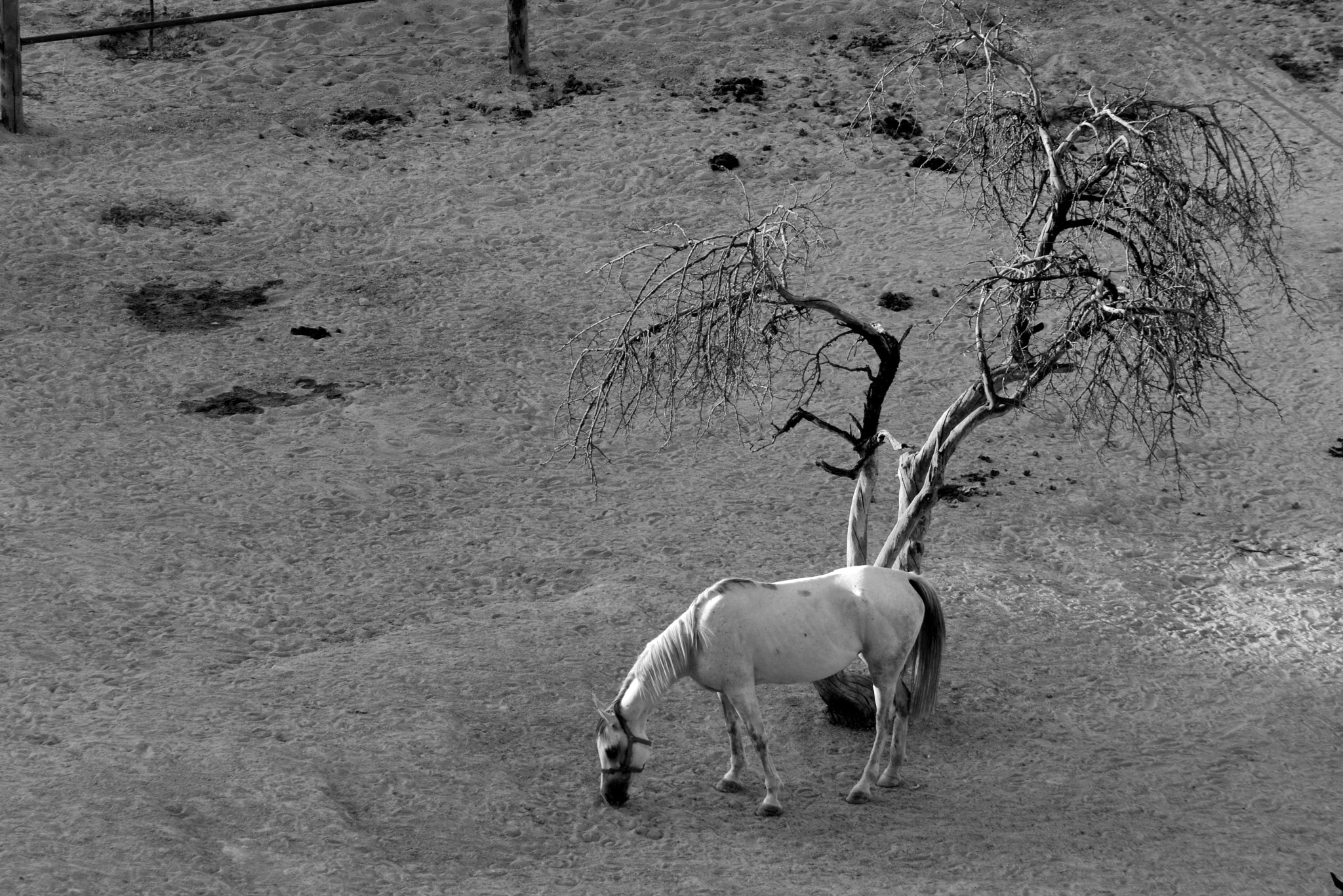Nikon AF Nikkor 70-300mm F4-5.6G sample photo. White horse 2 photography