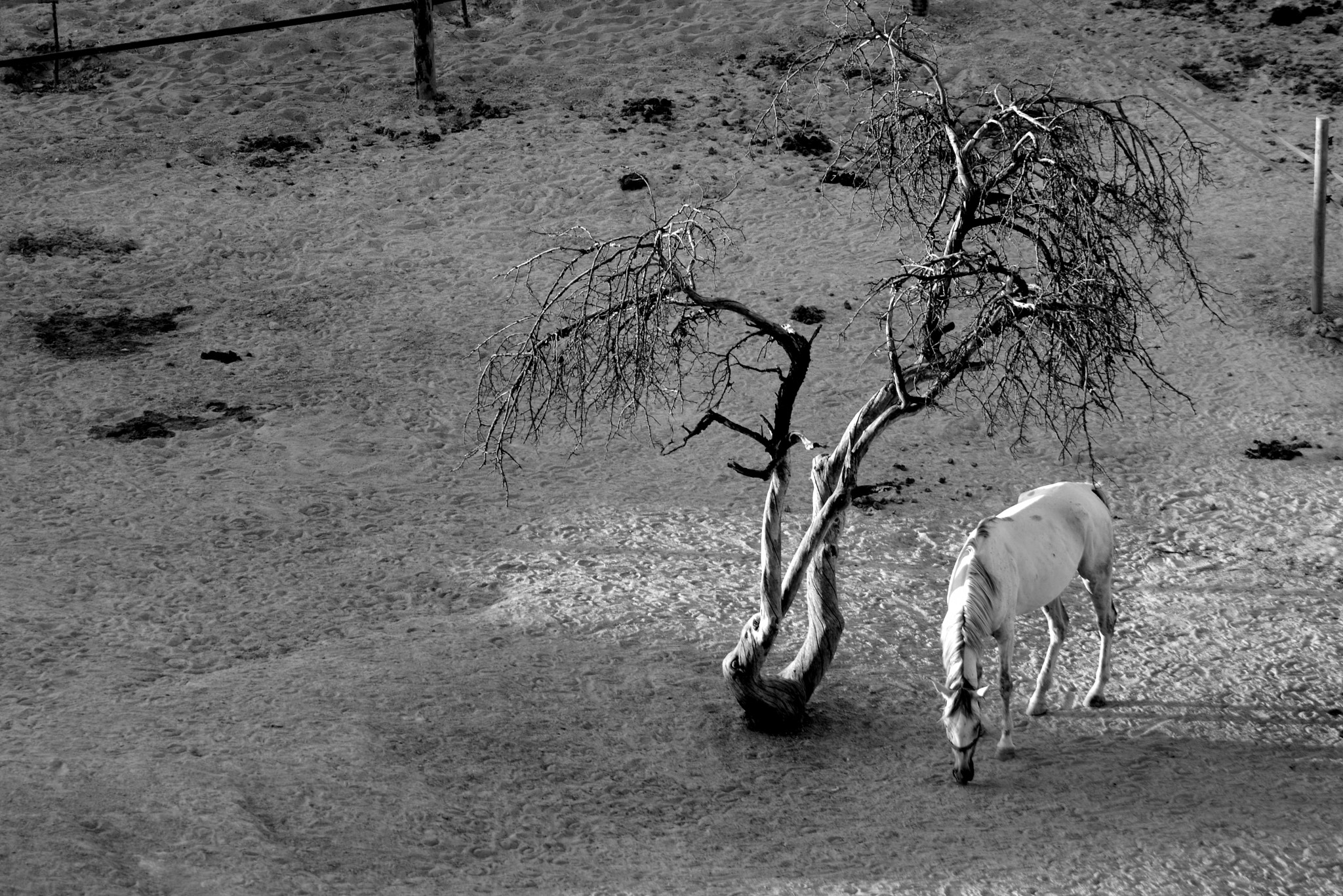 Nikon AF Nikkor 70-300mm F4-5.6G sample photo. White horse photography