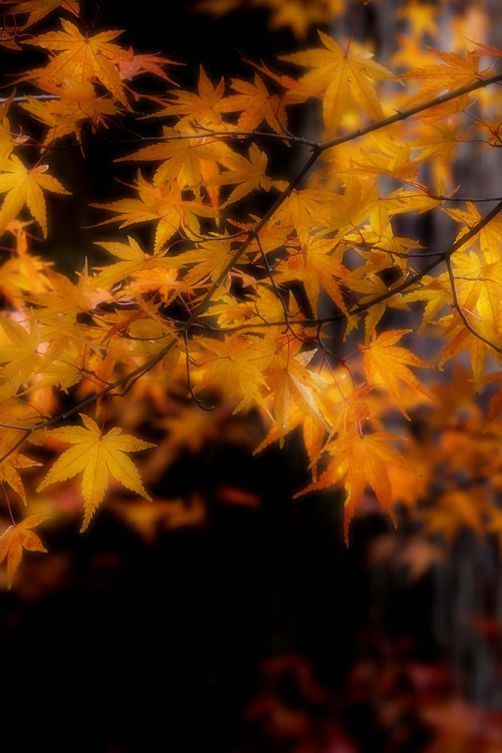 Tamron SP AF 180mm F3.5 Di LD (IF) Macro sample photo. Autumn color photography
