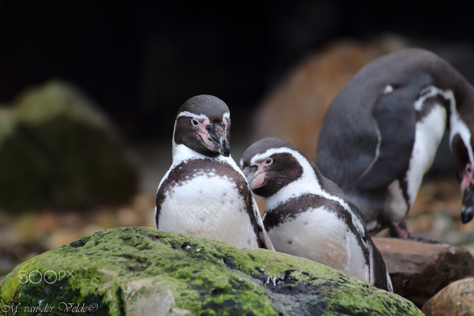 Canon EF 35-350mm F3.5-5.6L USM sample photo. Penguin massage photography