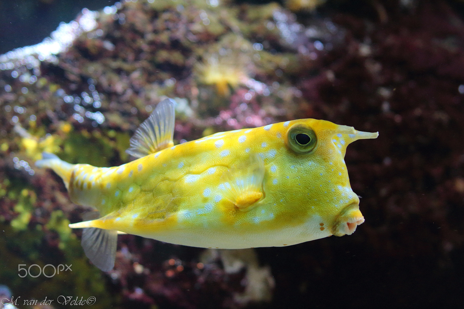 Canon EF 35-350mm F3.5-5.6L USM sample photo. Longhorn cowfish photography