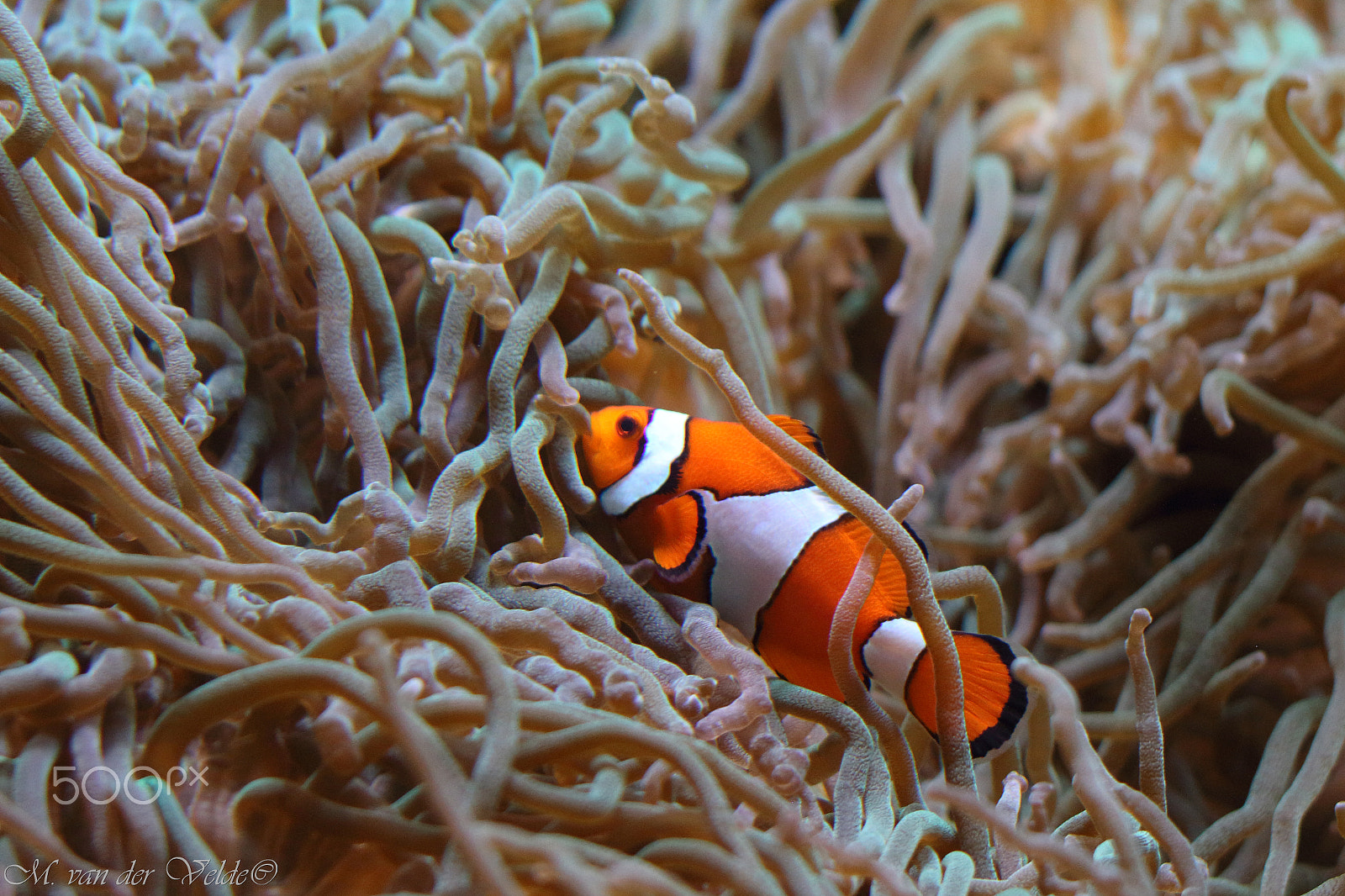 Canon EF 35-350mm F3.5-5.6L USM sample photo. Gardening clownfish photography