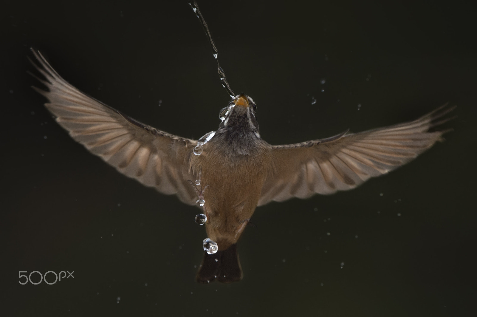 Nikon D4S sample photo. Water for survival photography